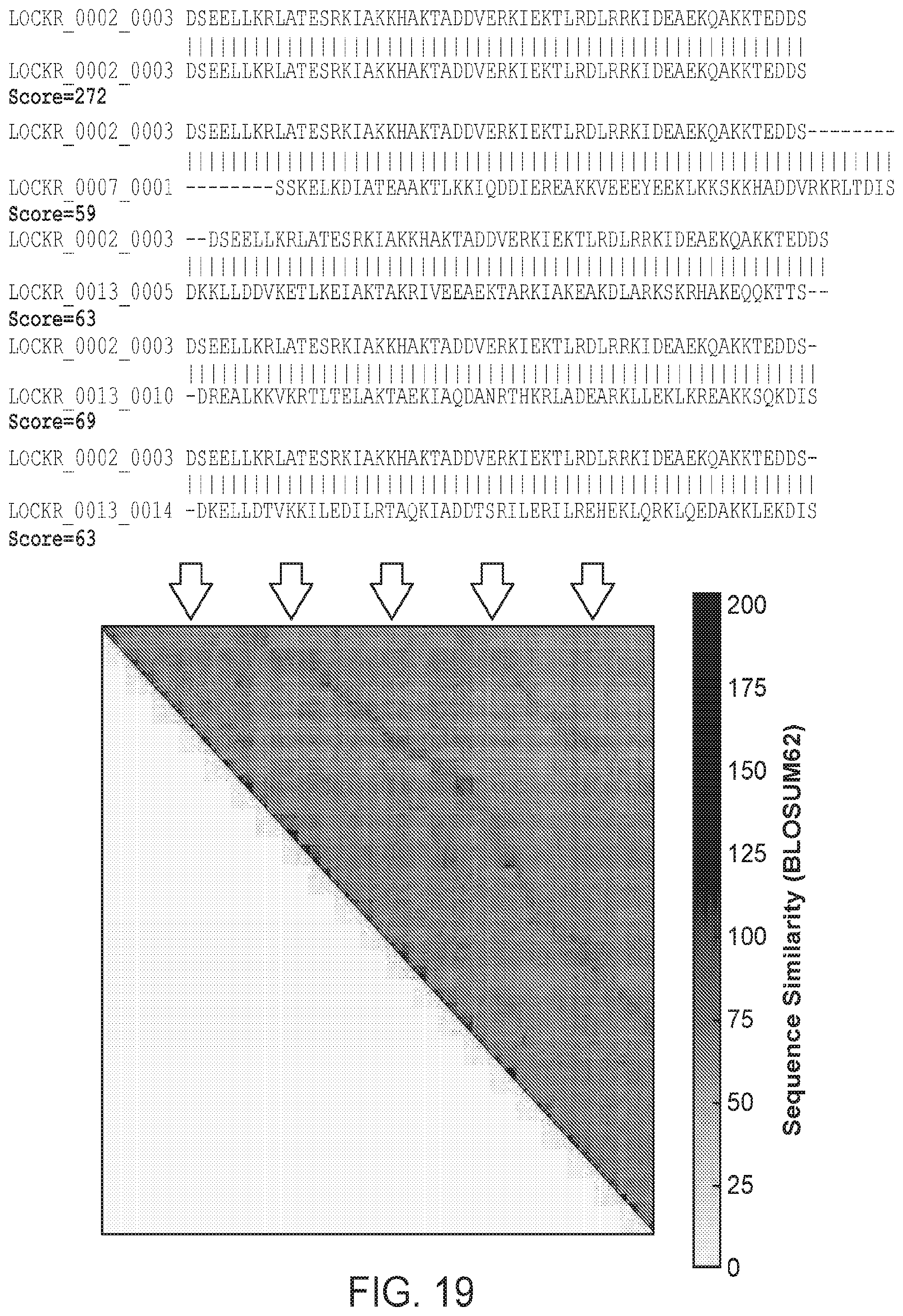 Patent US12583896 Figure 18 – Caged-degron-based molecular feedback circuits and methods of using the same