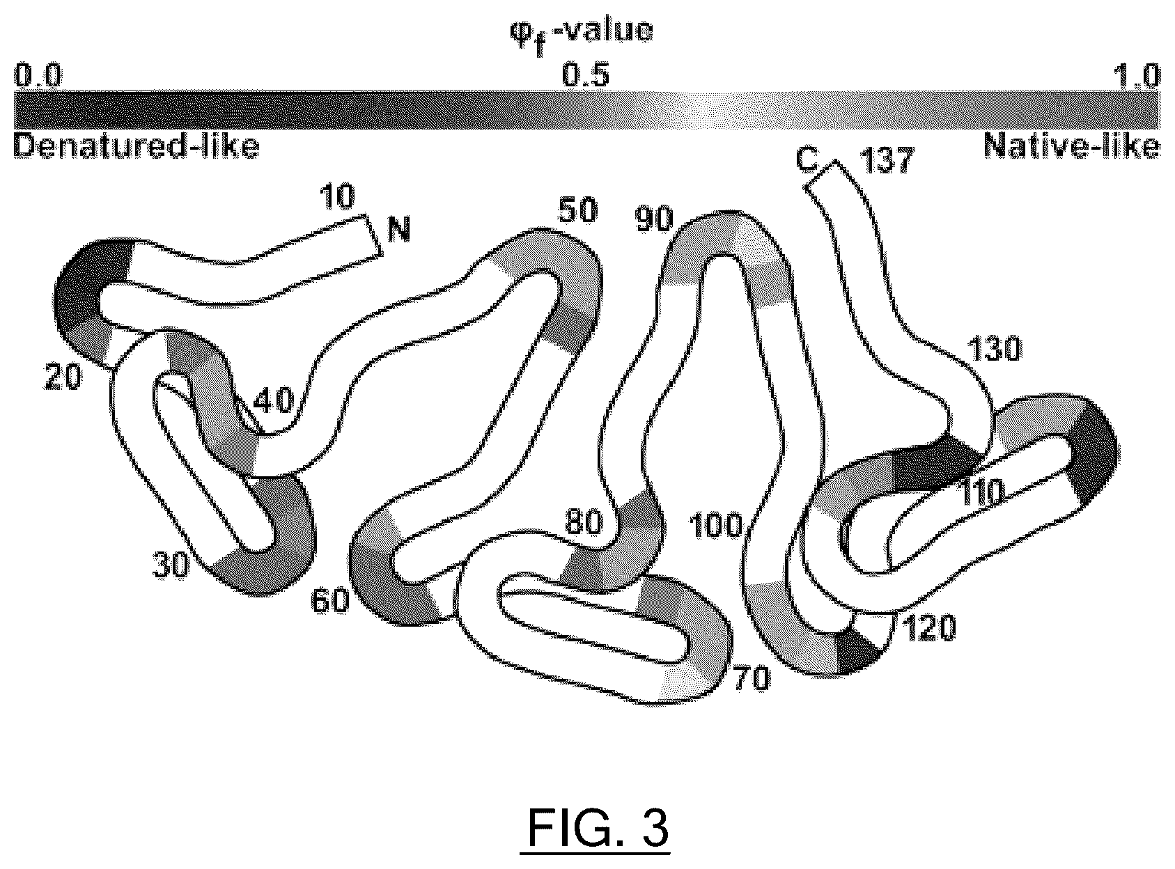 Patent US12583897 Figure 2 – Synthetic foldable proteins generated from peptide segments of folding nuclei of reference proteins