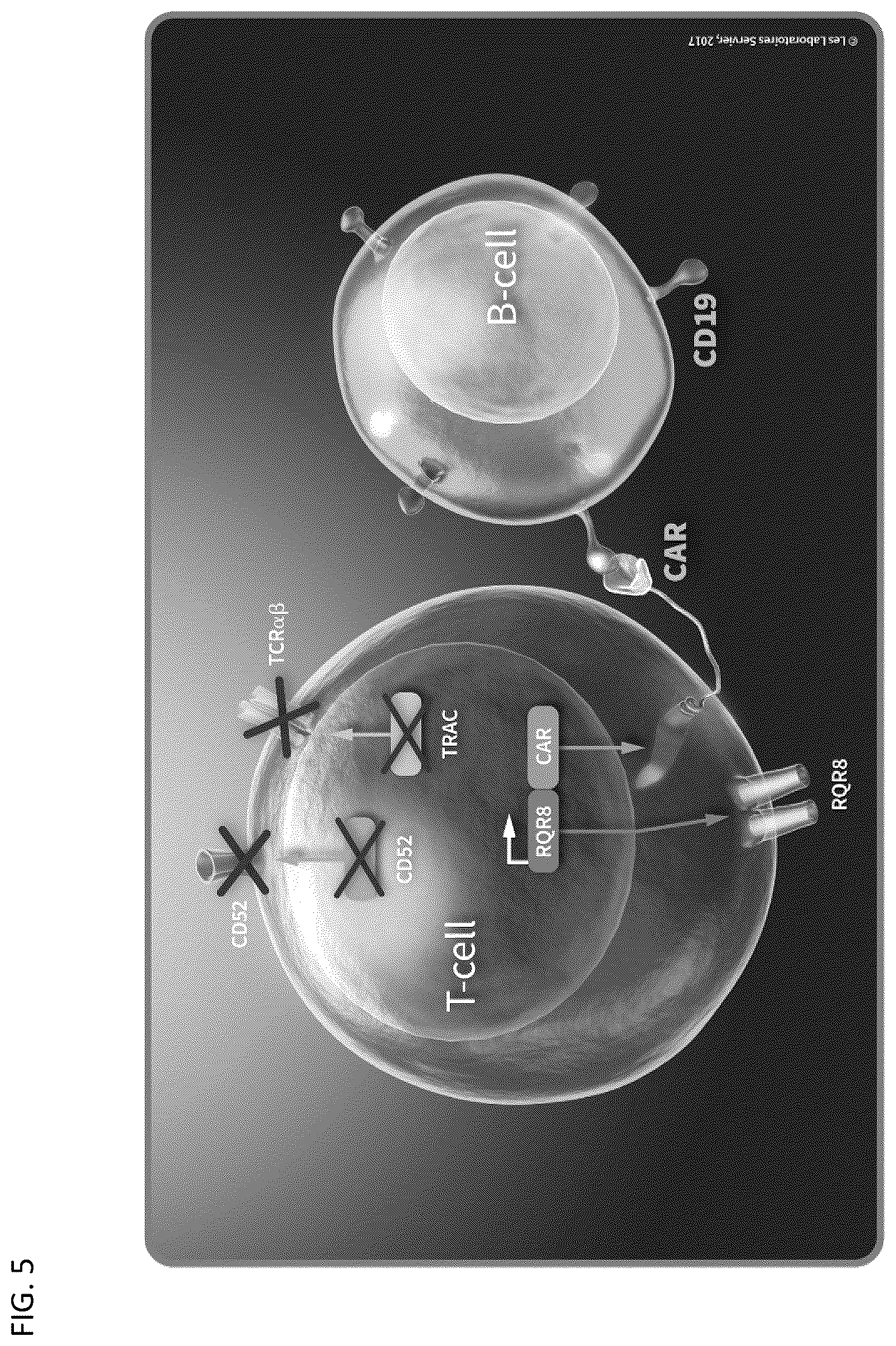 Patent US12583905 Figure 8 – Methods and compositions for dosing of allogeneic chimeric antigen receptor T cells