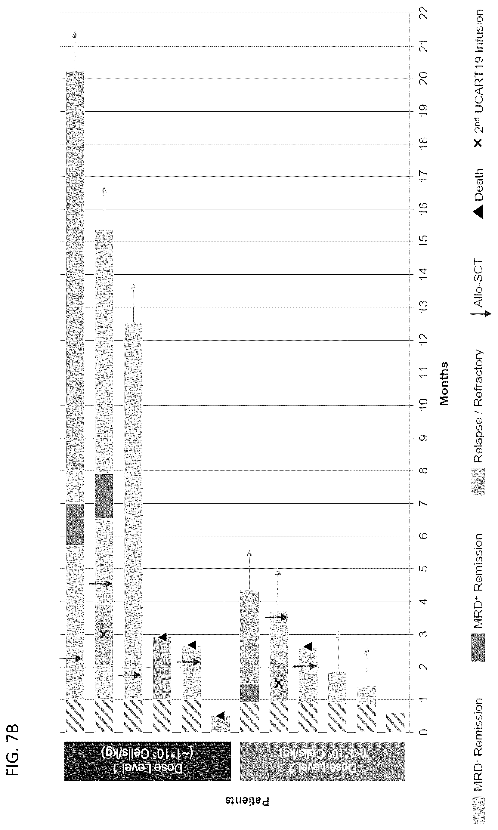 Patent US12583905 Figure 12 – Methods and compositions for dosing of allogeneic chimeric antigen receptor T cells