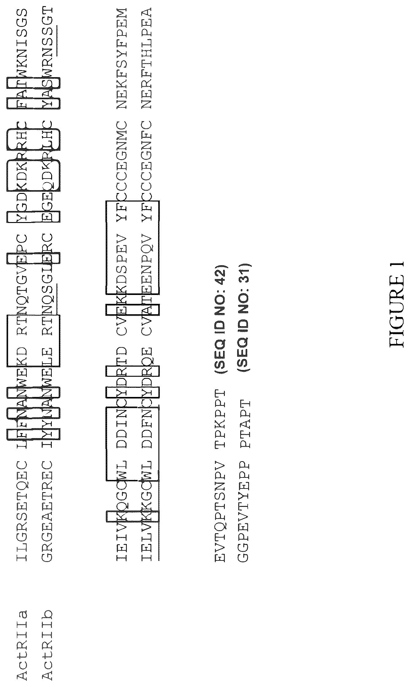 Patent US12583906 — Actrii proteins and use in treating post-capillary pulmonary hypertension — Figure 1