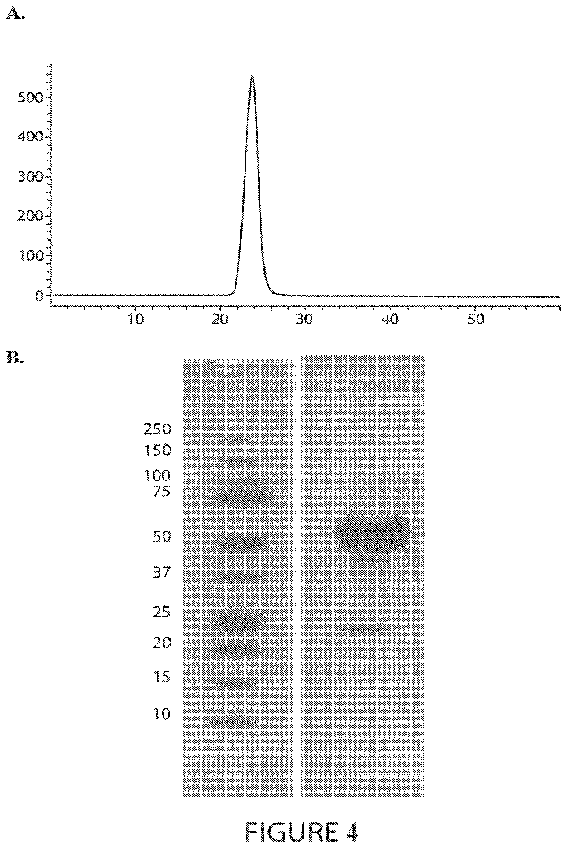 Patent US12583906 Figure 4 – Actrii proteins and use in treating post-capillary pulmonary hypertension