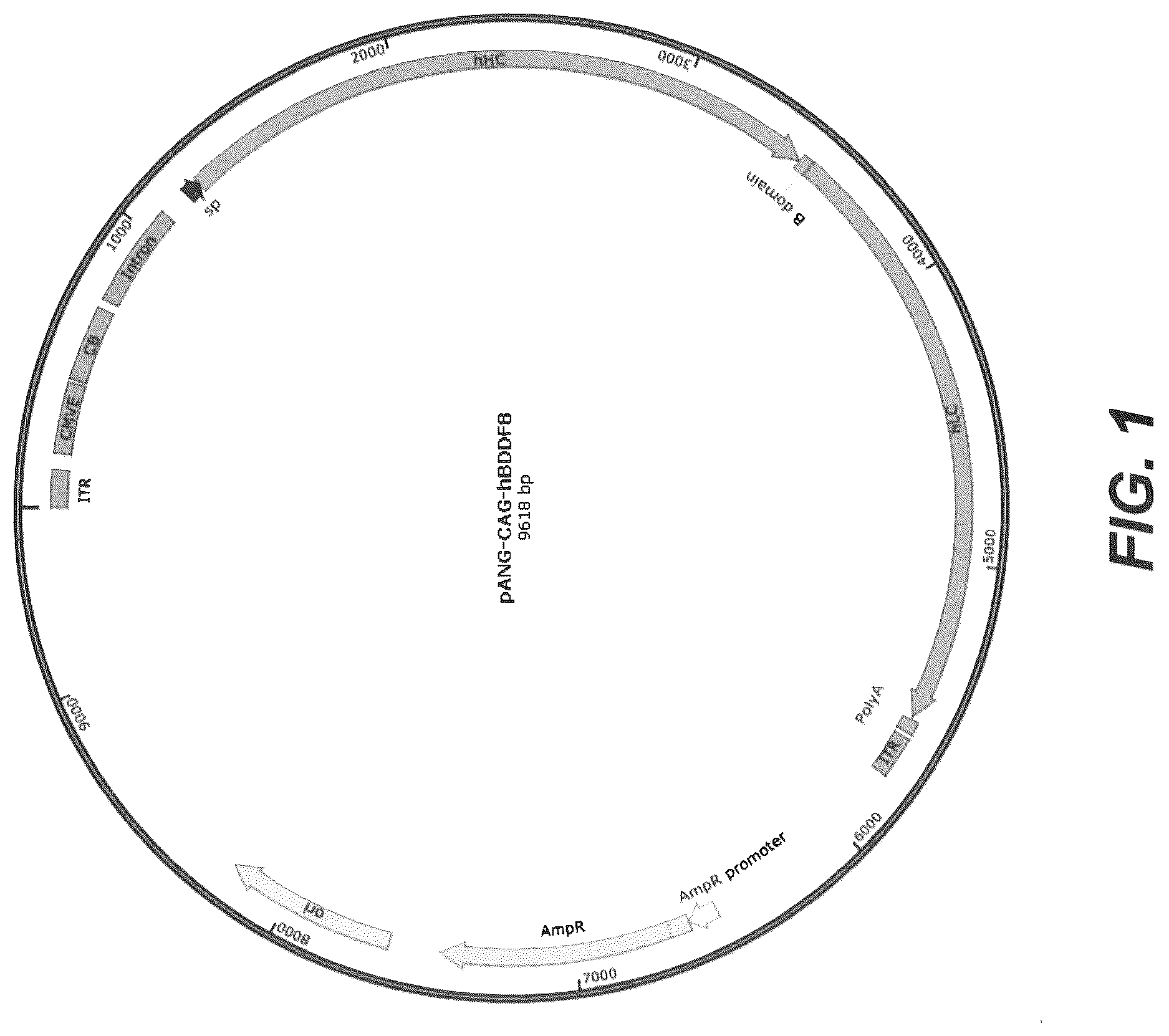 Patent US12583907 Figure 1 – Modified plasma clotting factor VIII and method of use thereof