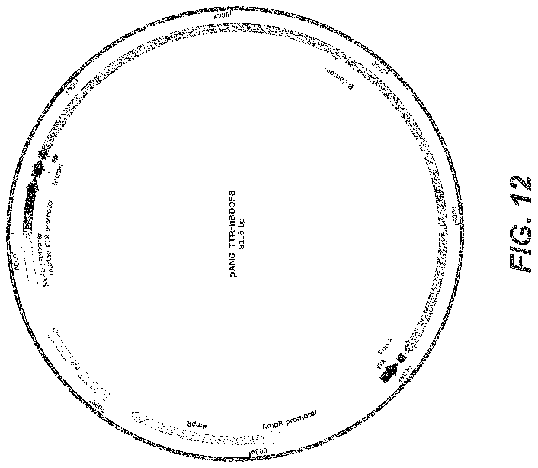 Patent US12583907 Figure 12 – Modified plasma clotting factor VIII and method of use thereof