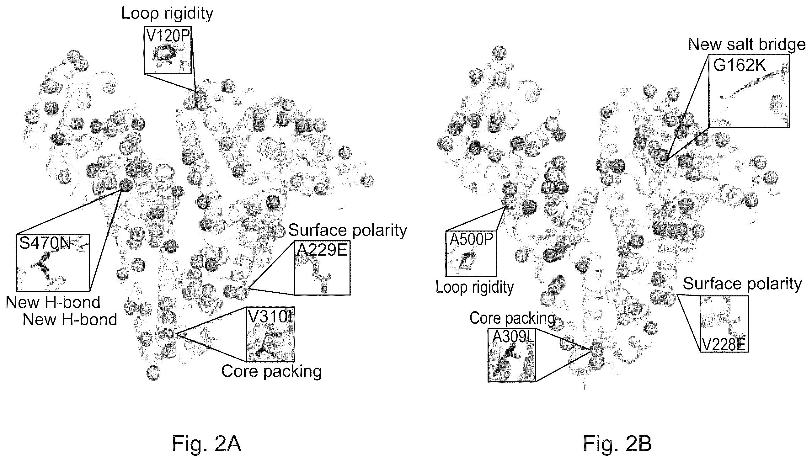 Patent US12583908 Figure 2 – Albumin protein variants, production thereof and uses of same