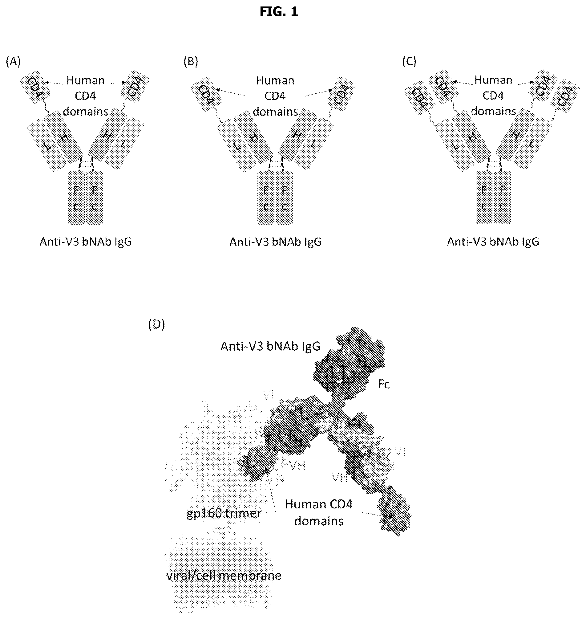 Patent US12583911 Figure 1 – Human immunodeficiency virus GP120 binding proteins