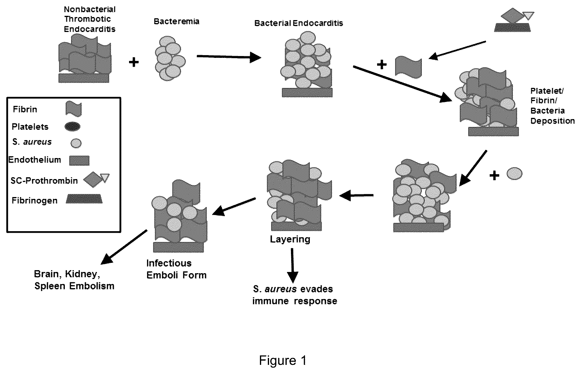 Patent US12583913 — Antibody specific to Staphylococcus aureus , therapeutic method and detection method using same — Figure 1
