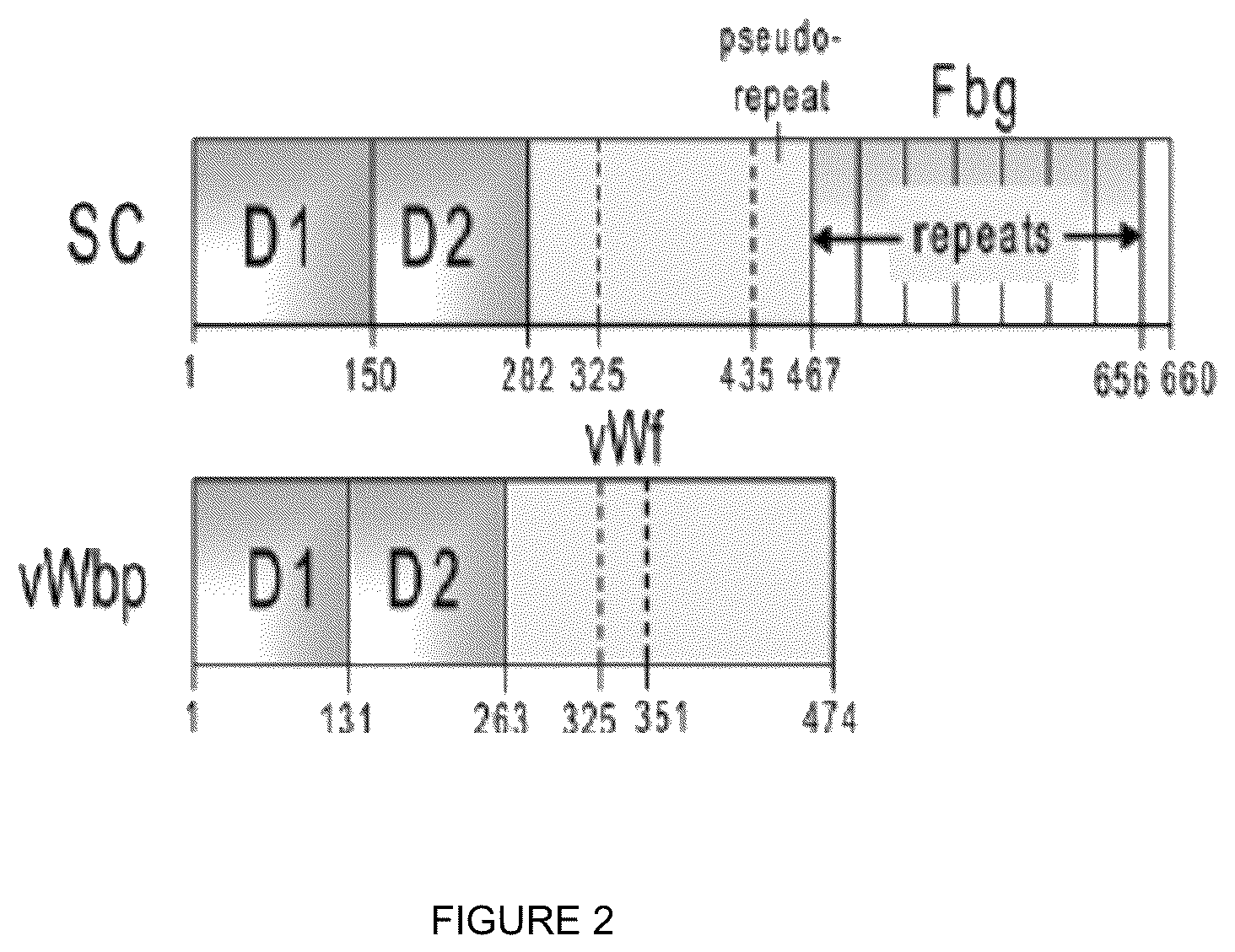 Patent US12583913 Figure 2 – Antibody specific to Staphylococcus aureus , therapeutic method and detection method using same