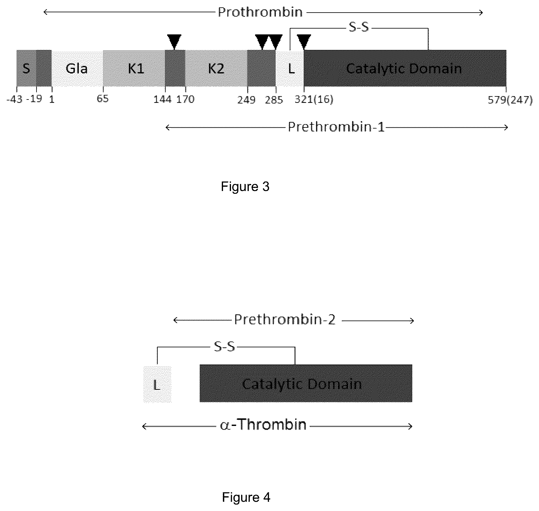 Patent US12583913 Figure 3 – Antibody specific to Staphylococcus aureus , therapeutic method and detection method using same