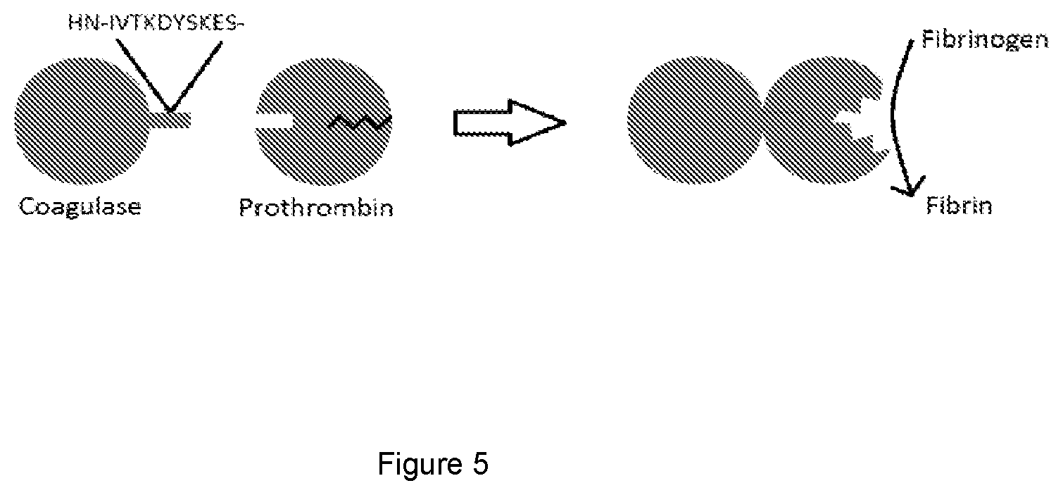 Patent US12583913 Figure 4 – Antibody specific to Staphylococcus aureus , therapeutic method and detection method using same
