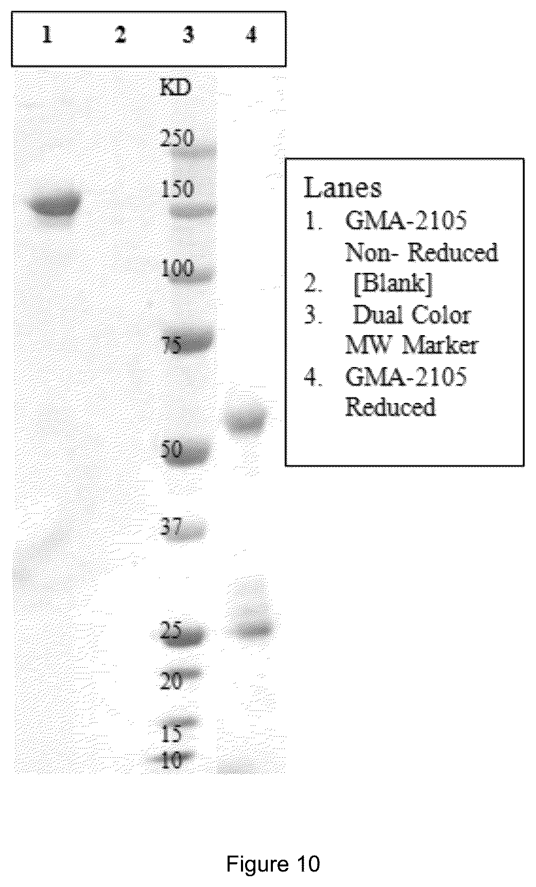 Patent US12583913 Figure 9 – Antibody specific to Staphylococcus aureus , therapeutic method and detection method using same