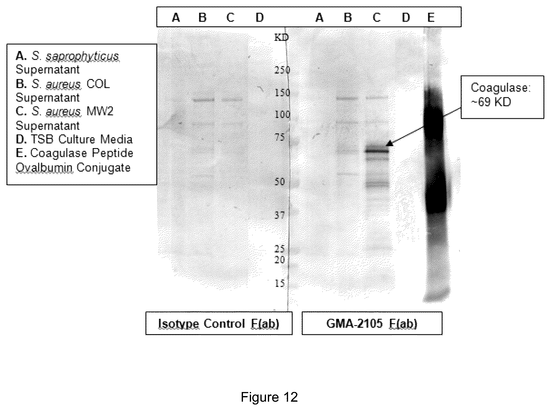 Patent US12583913 Figure 11 – Antibody specific to Staphylococcus aureus , therapeutic method and detection method using same