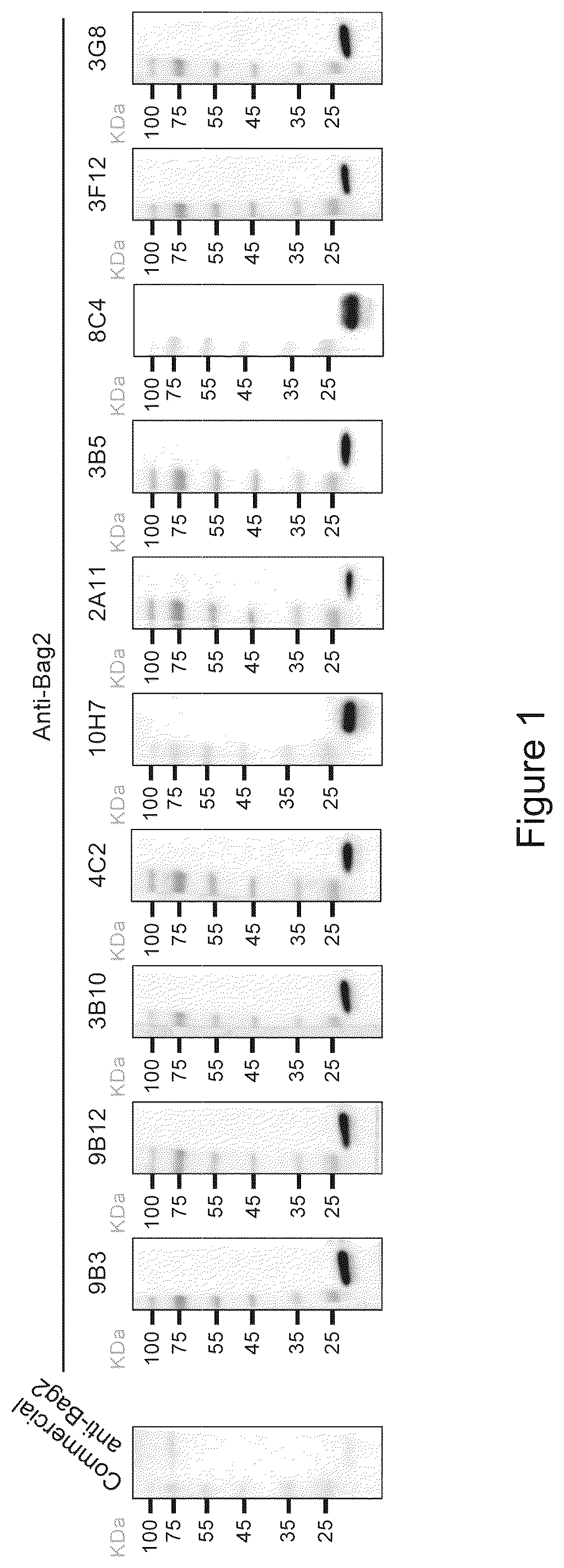 Patent US12583915 Figure 1 – Methods for diagnosing cancer using anti-BAG2 antibody