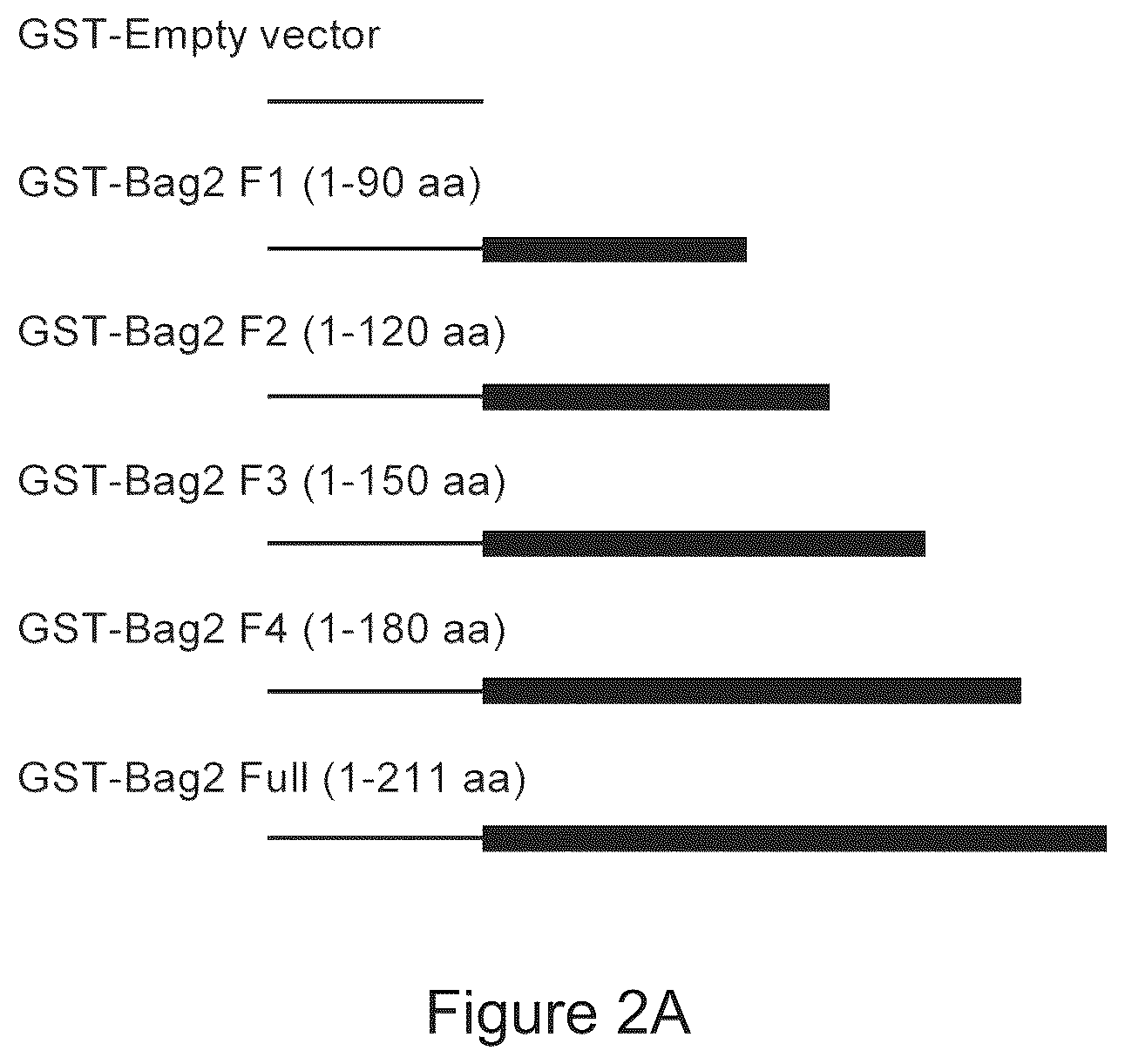 Patent US12583915 Figure 2 – Methods for diagnosing cancer using anti-BAG2 antibody