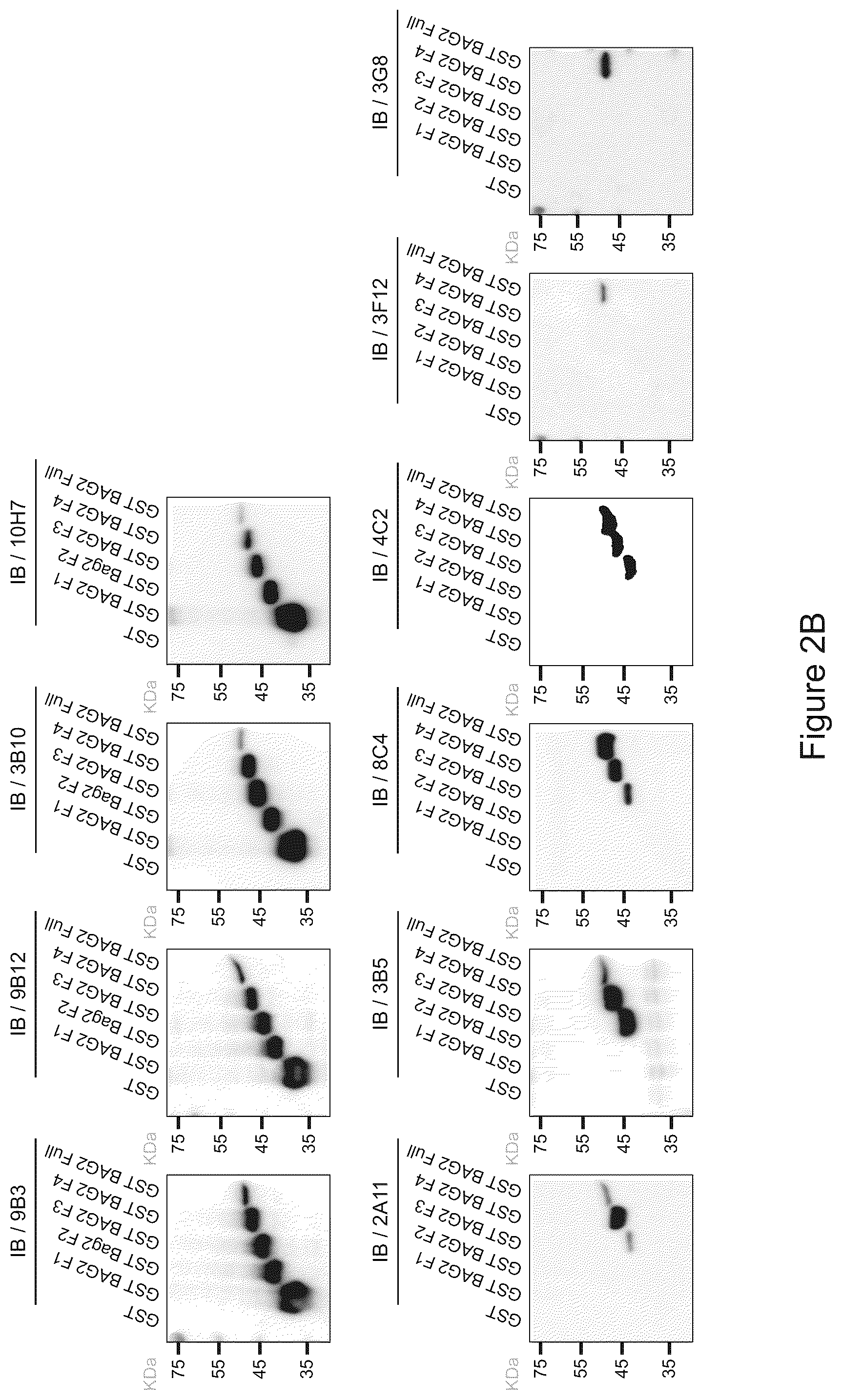 Patent US12583915 Figure 3 – Methods for diagnosing cancer using anti-BAG2 antibody