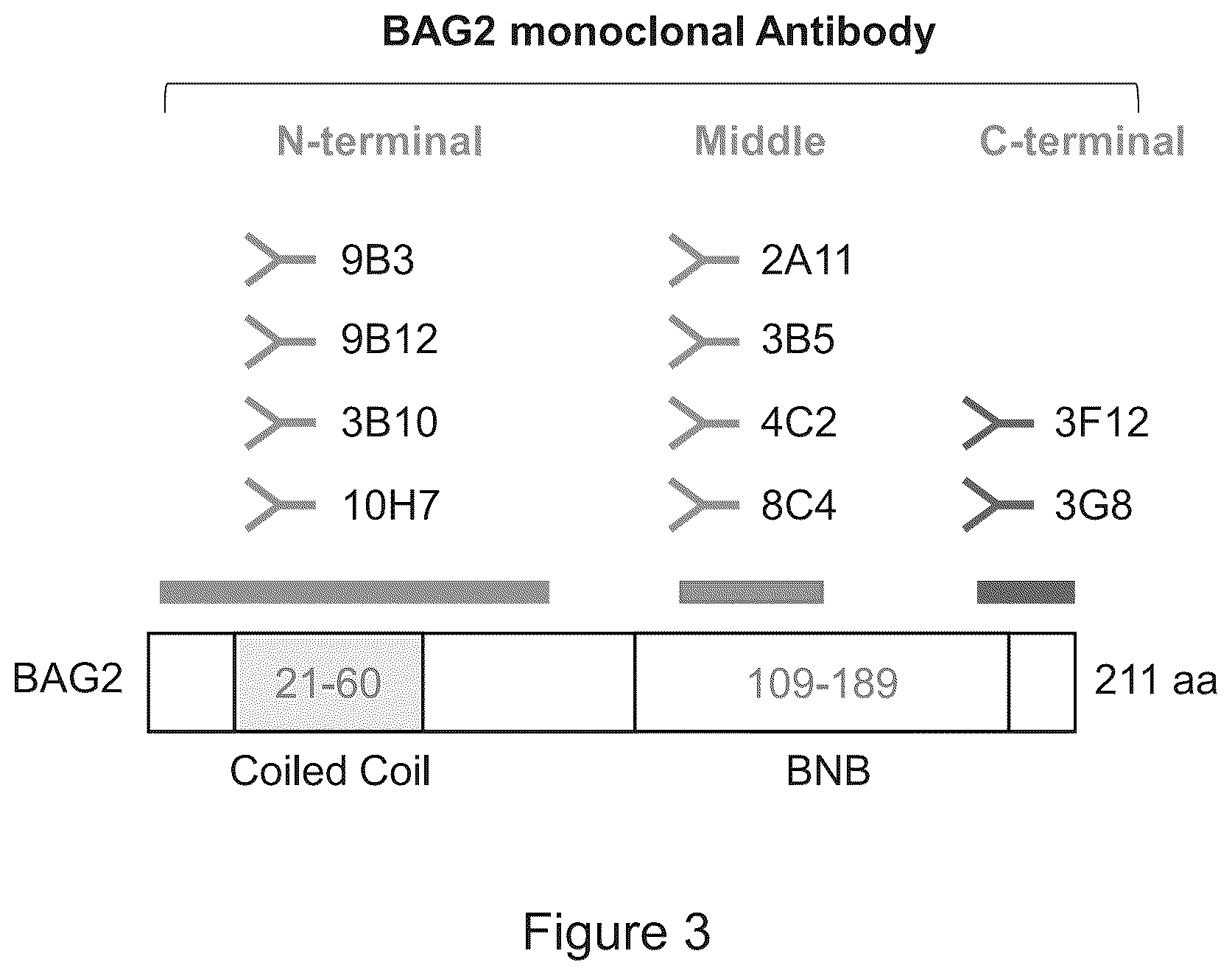 Patent US12583915 Figure 4 – Methods for diagnosing cancer using anti-BAG2 antibody