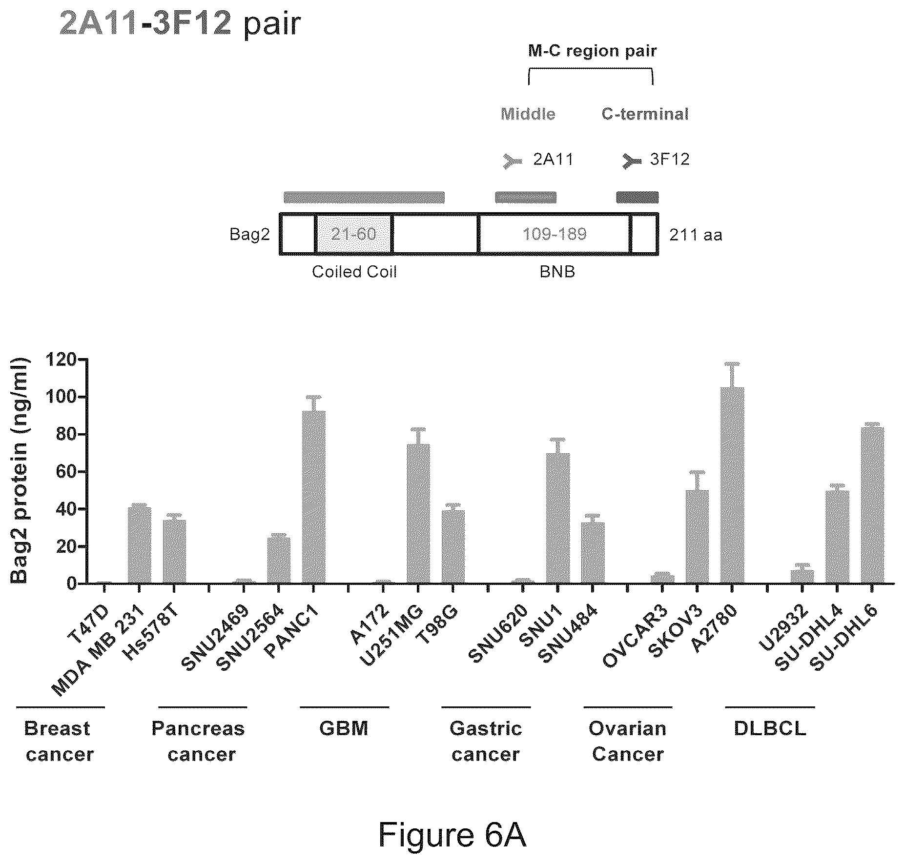 Patent US12583915 Figure 7 – Methods for diagnosing cancer using anti-BAG2 antibody