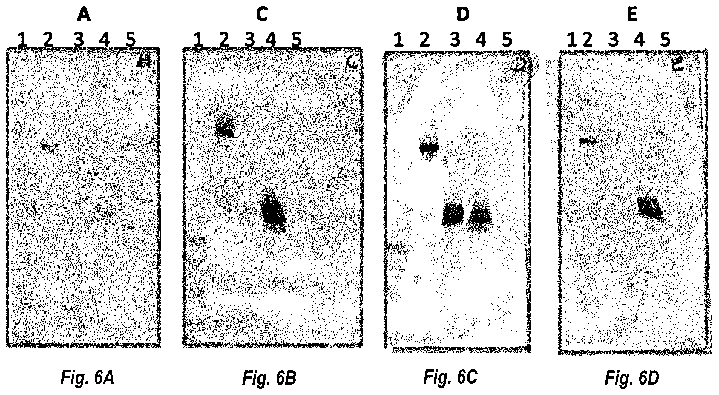 Patent US12583917 Figure 7 – IL17A antibodies and antagonists for veterinary use