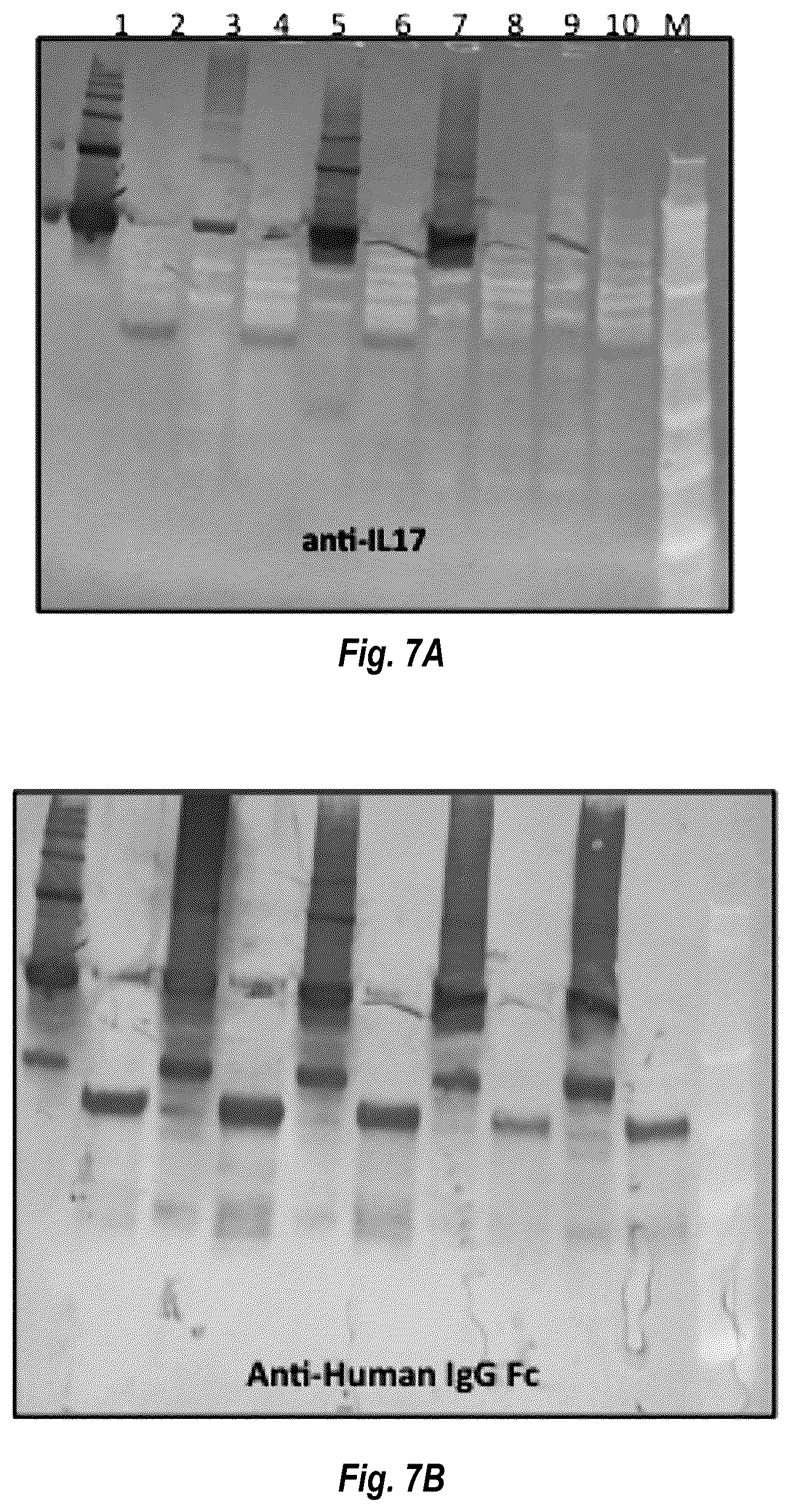 Patent US12583917 Figure 8 – IL17A antibodies and antagonists for veterinary use