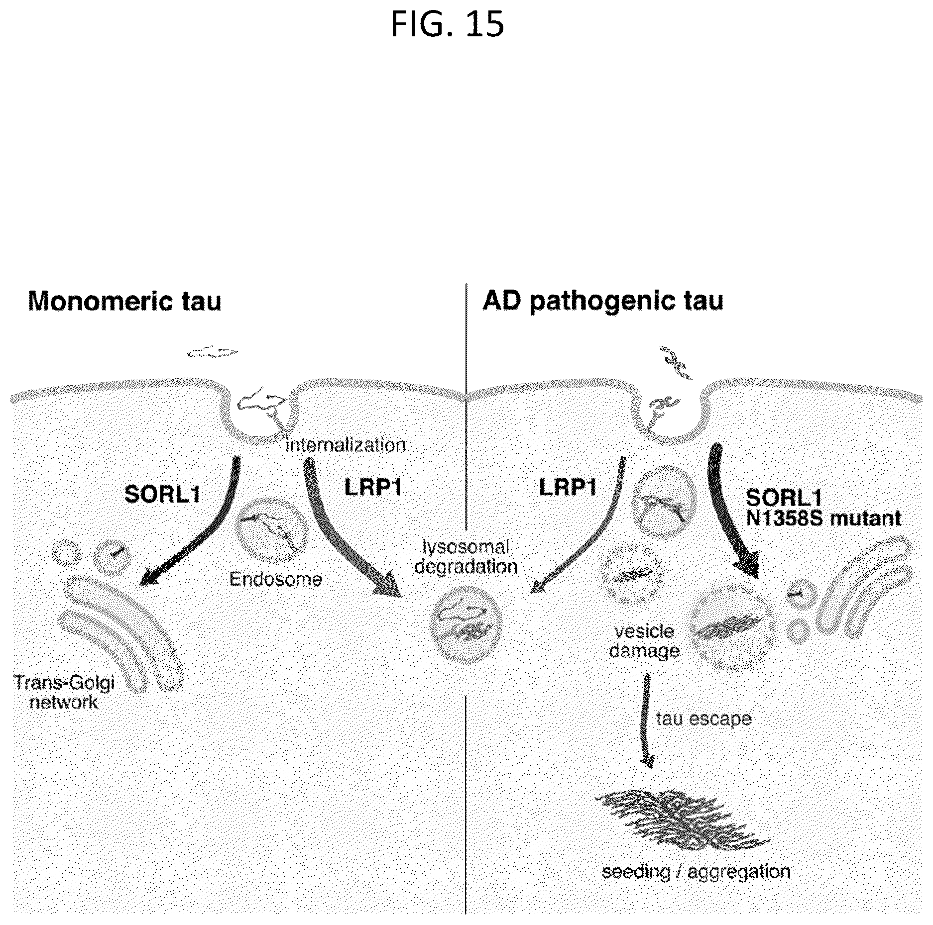 Patent US12583920 Figure 16 – Compositions and methods for treatment and prevention of Alzheimer's disease