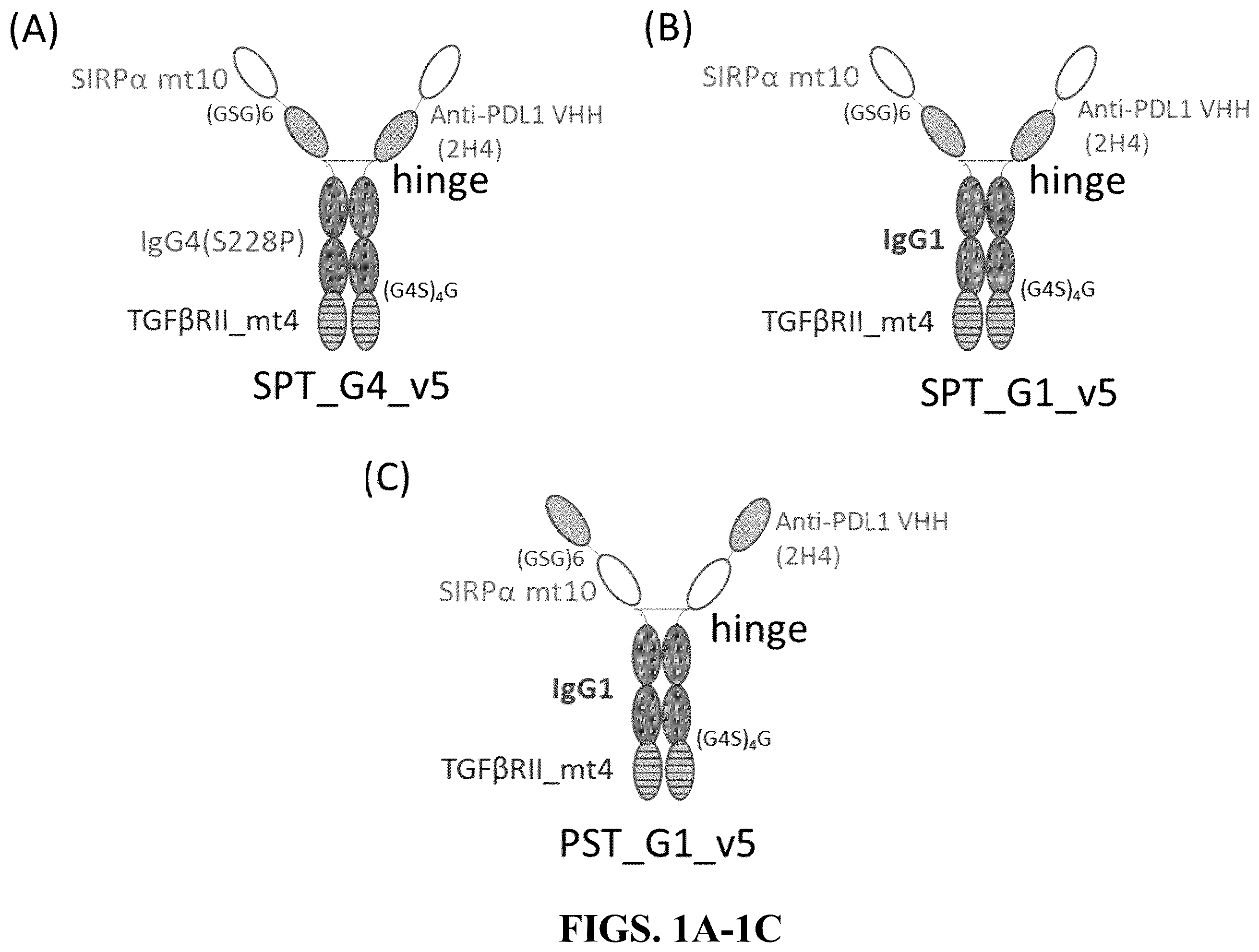 Patent US12583926 — CD47/pd-L1-targeting protein complex and methods of use thereof — Figure 1