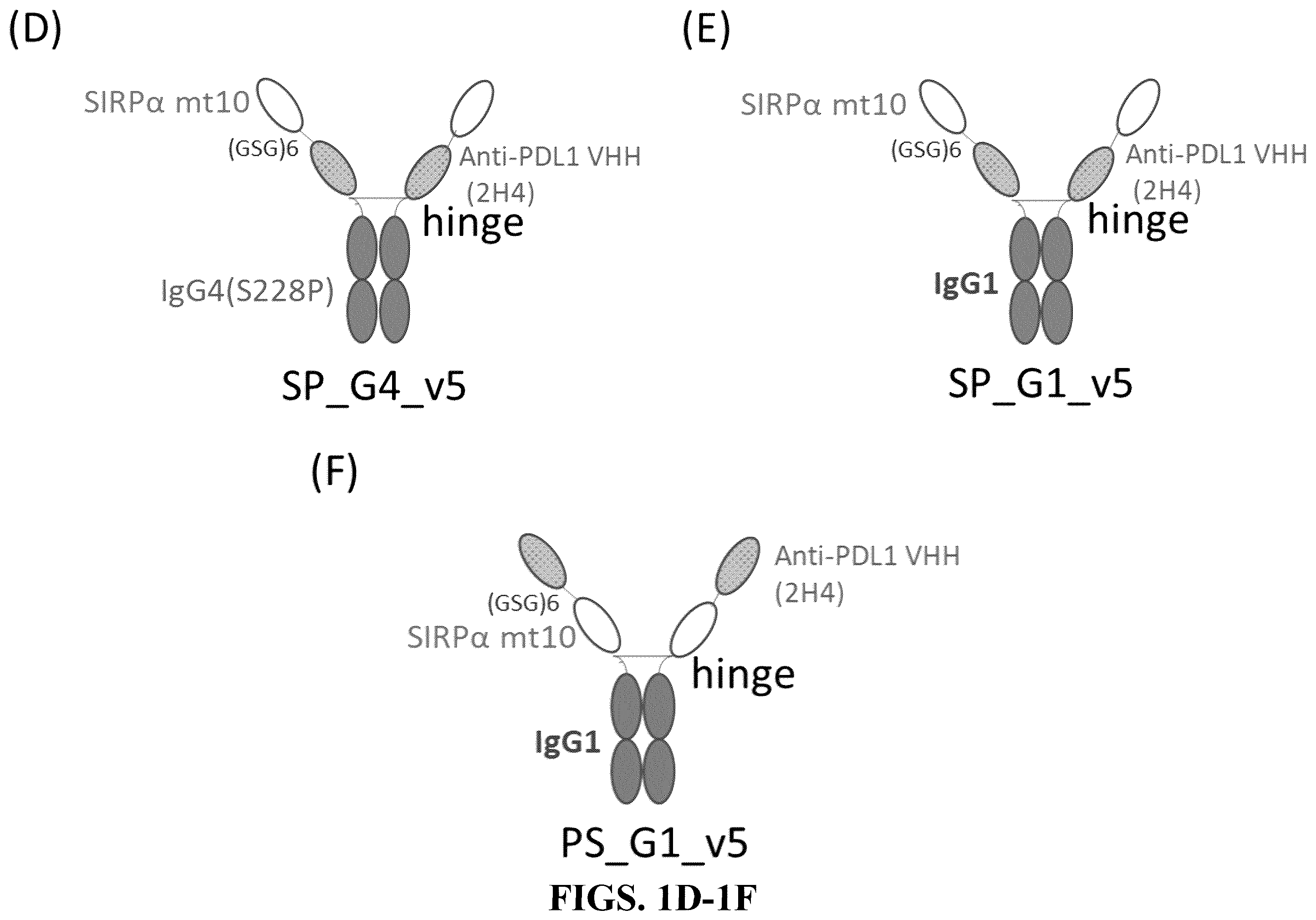 Patent US12583926 Figure 2 – CD47/pd-L1-targeting protein complex and methods of use thereof