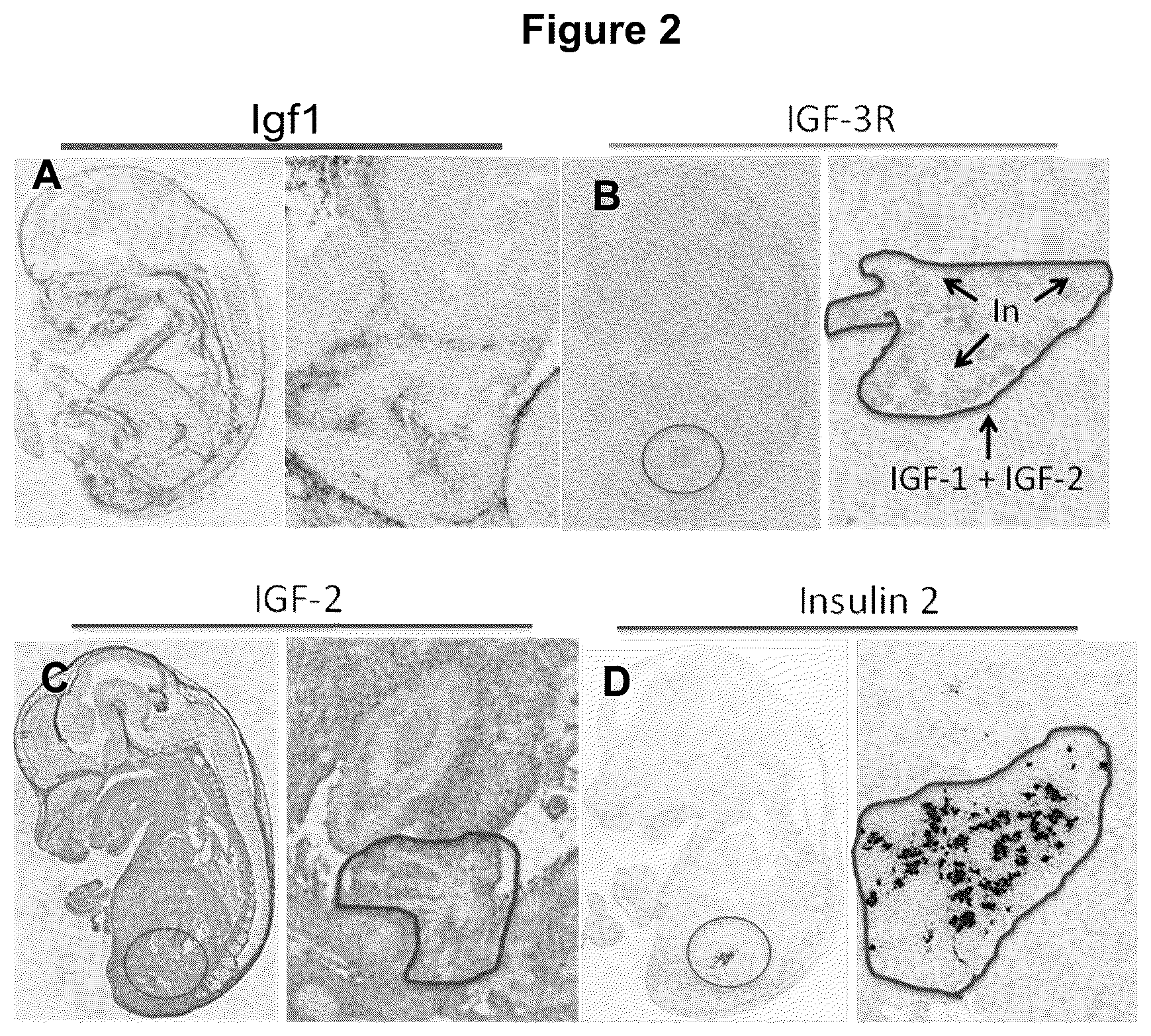 Patent US12583928 Figure 3 – Antibodies against IGFR-like receptor and uses thereof