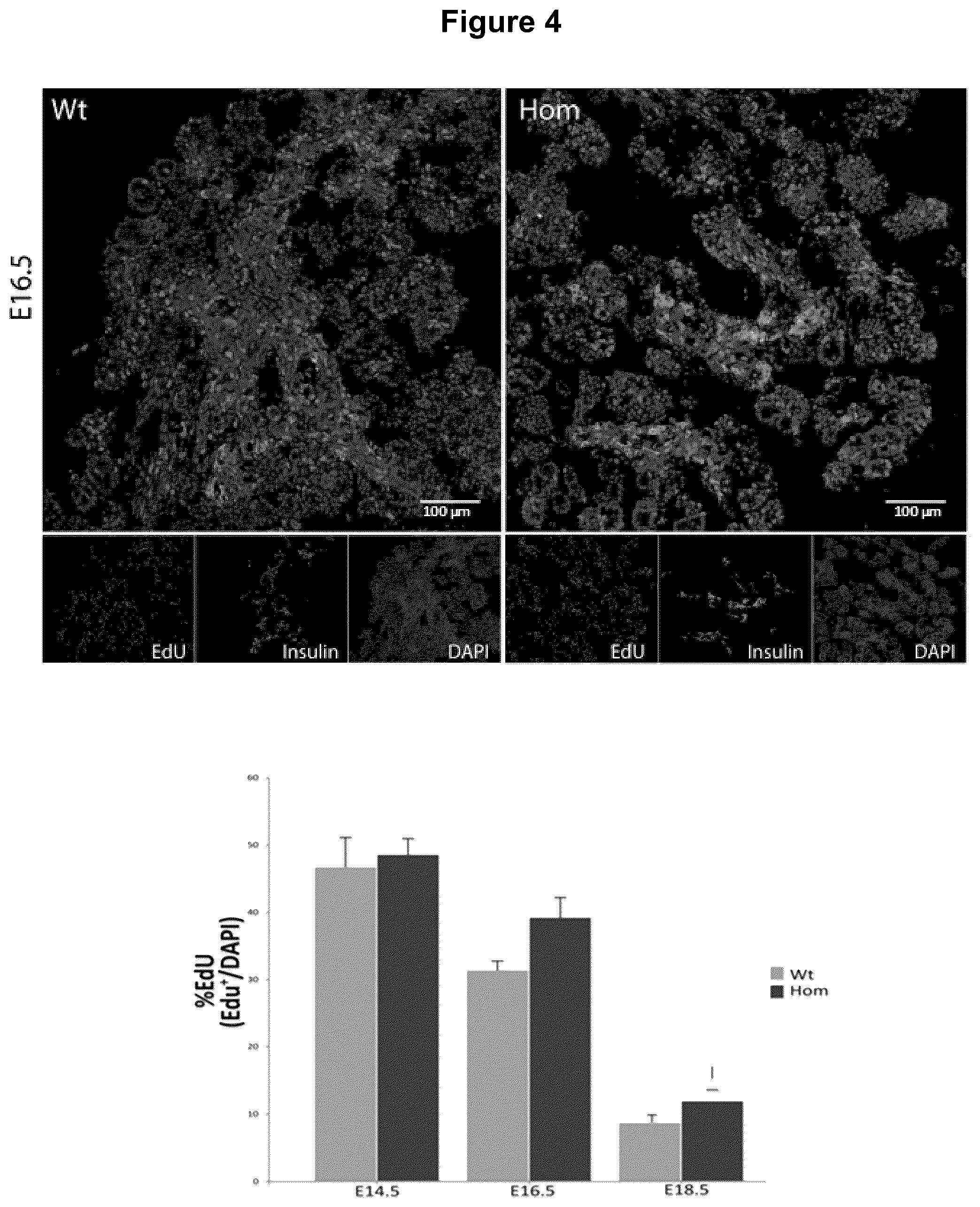 Patent US12583928 Figure 5 – Antibodies against IGFR-like receptor and uses thereof