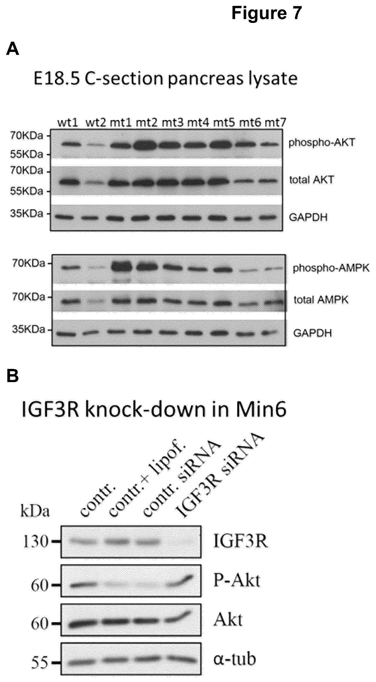 Patent US12583928 Figure 8 – Antibodies against IGFR-like receptor and uses thereof