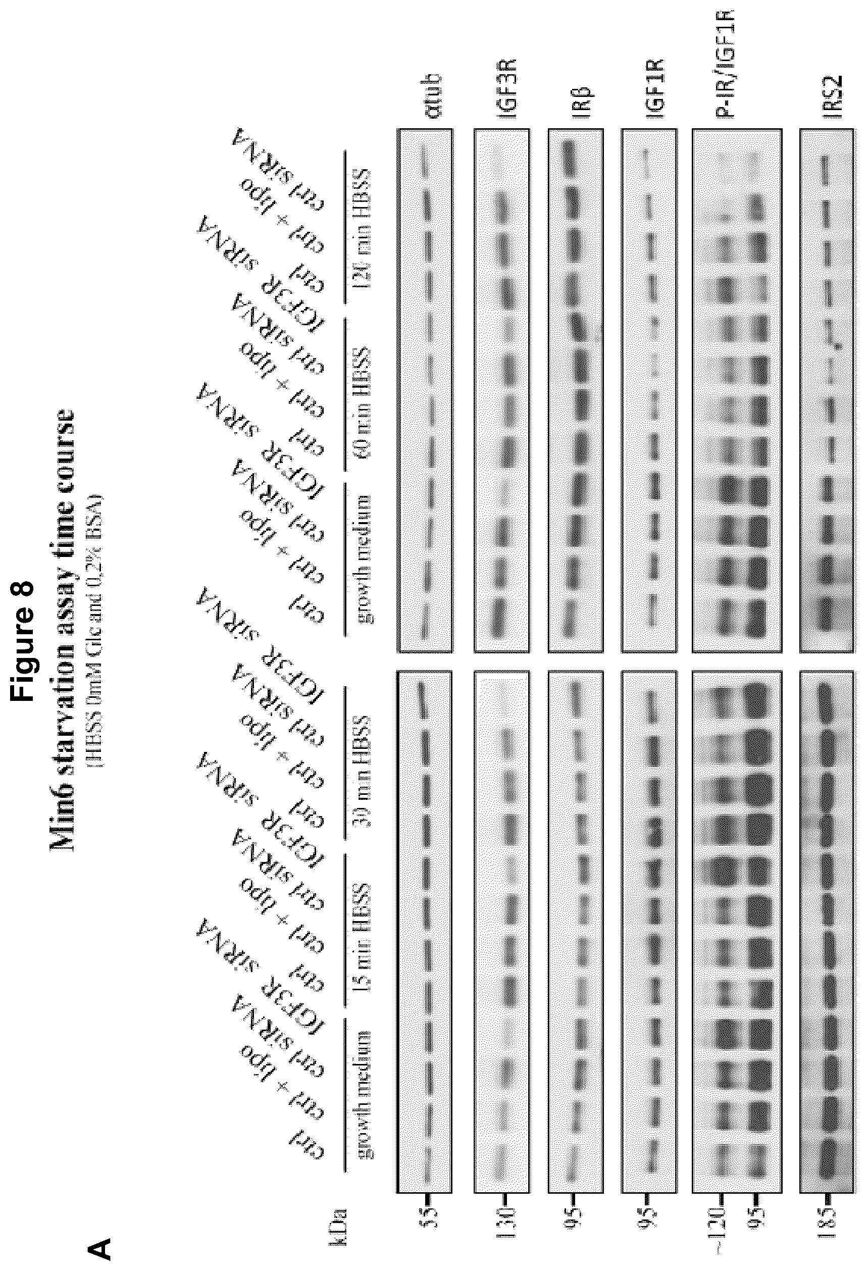 Patent US12583928 Figure 9 – Antibodies against IGFR-like receptor and uses thereof