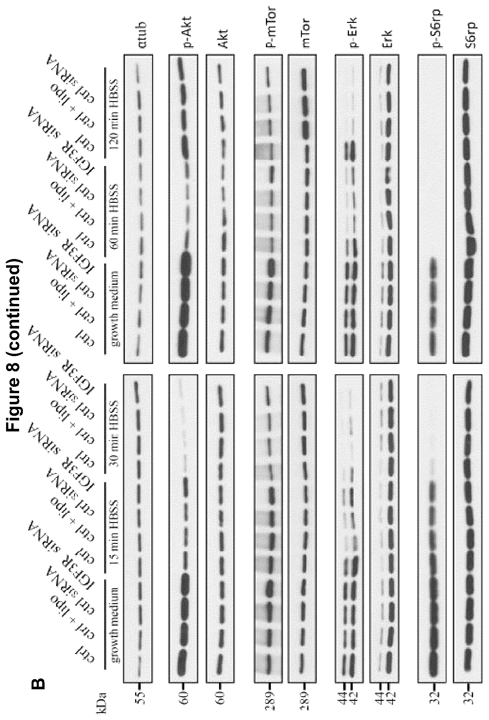 Patent US12583928 Figure 10 – Antibodies against IGFR-like receptor and uses thereof