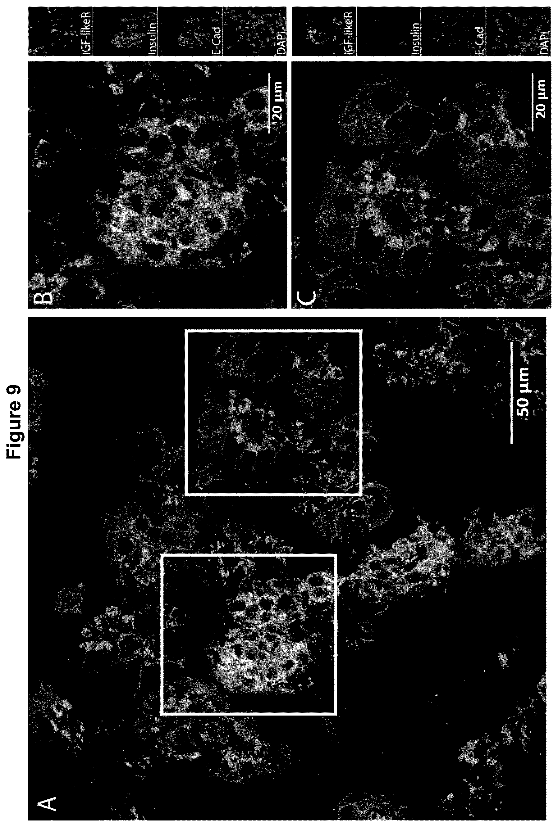 Patent US12583928 Figure 11 – Antibodies against IGFR-like receptor and uses thereof