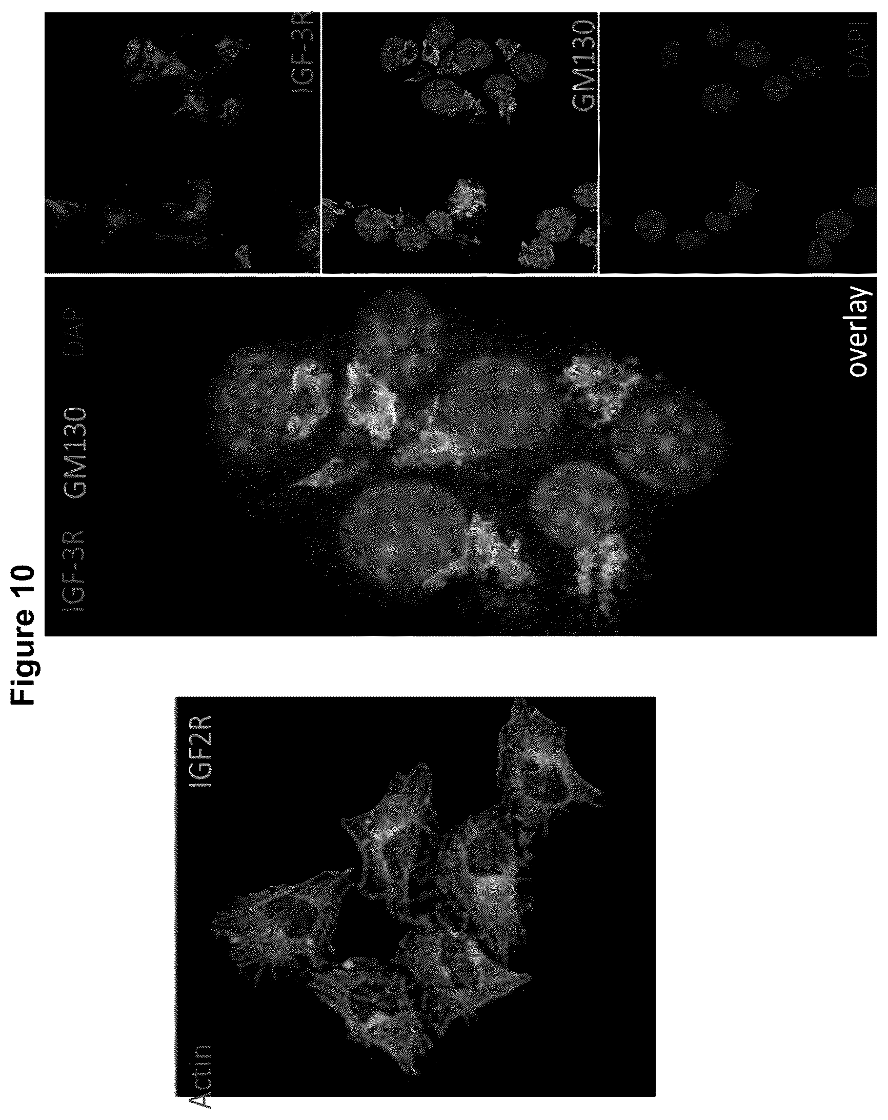 Patent US12583928 Figure 12 – Antibodies against IGFR-like receptor and uses thereof