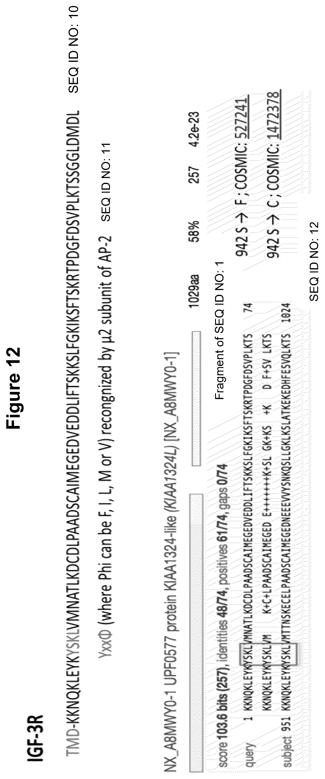 Patent US12583928 Figure 14 – Antibodies against IGFR-like receptor and uses thereof