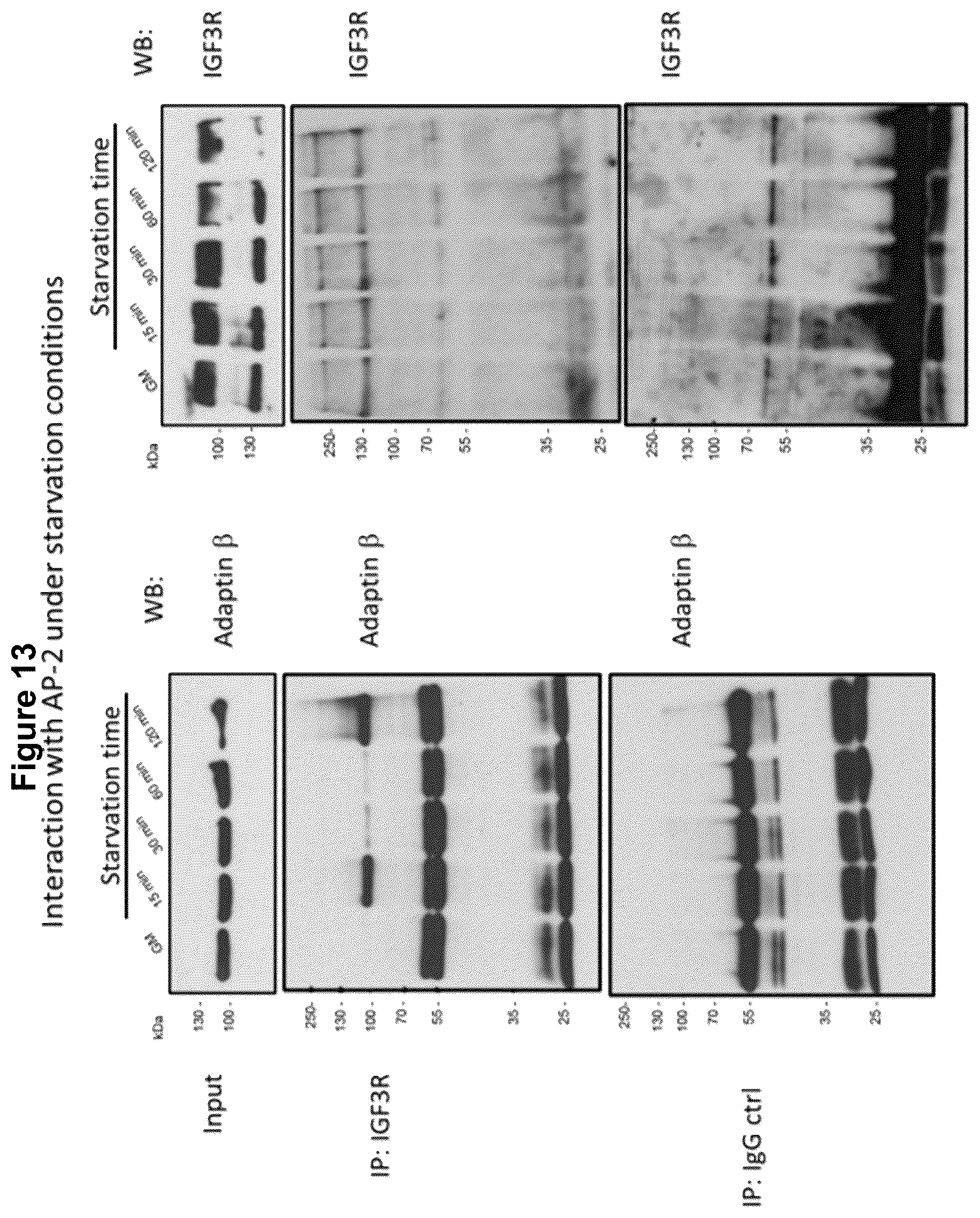 Patent US12583928 Figure 15 – Antibodies against IGFR-like receptor and uses thereof