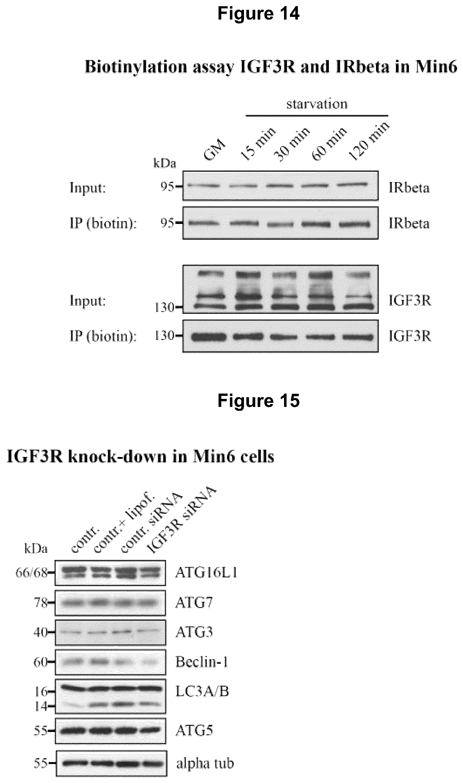 Patent US12583928 Figure 16 – Antibodies against IGFR-like receptor and uses thereof