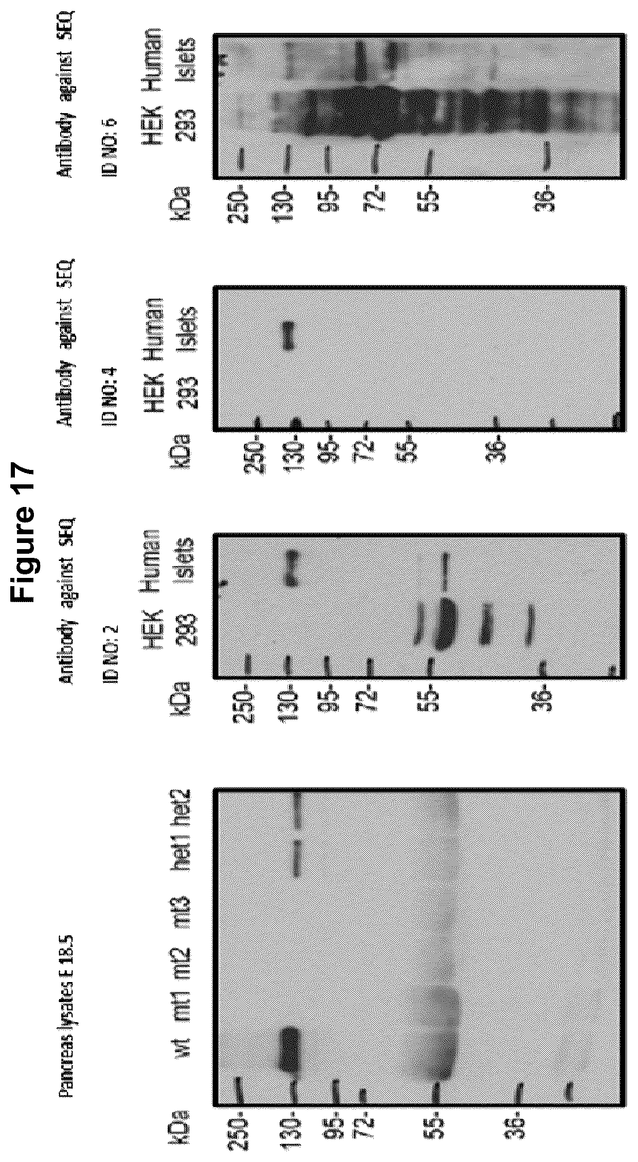 Patent US12583928 Figure 19 – Antibodies against IGFR-like receptor and uses thereof