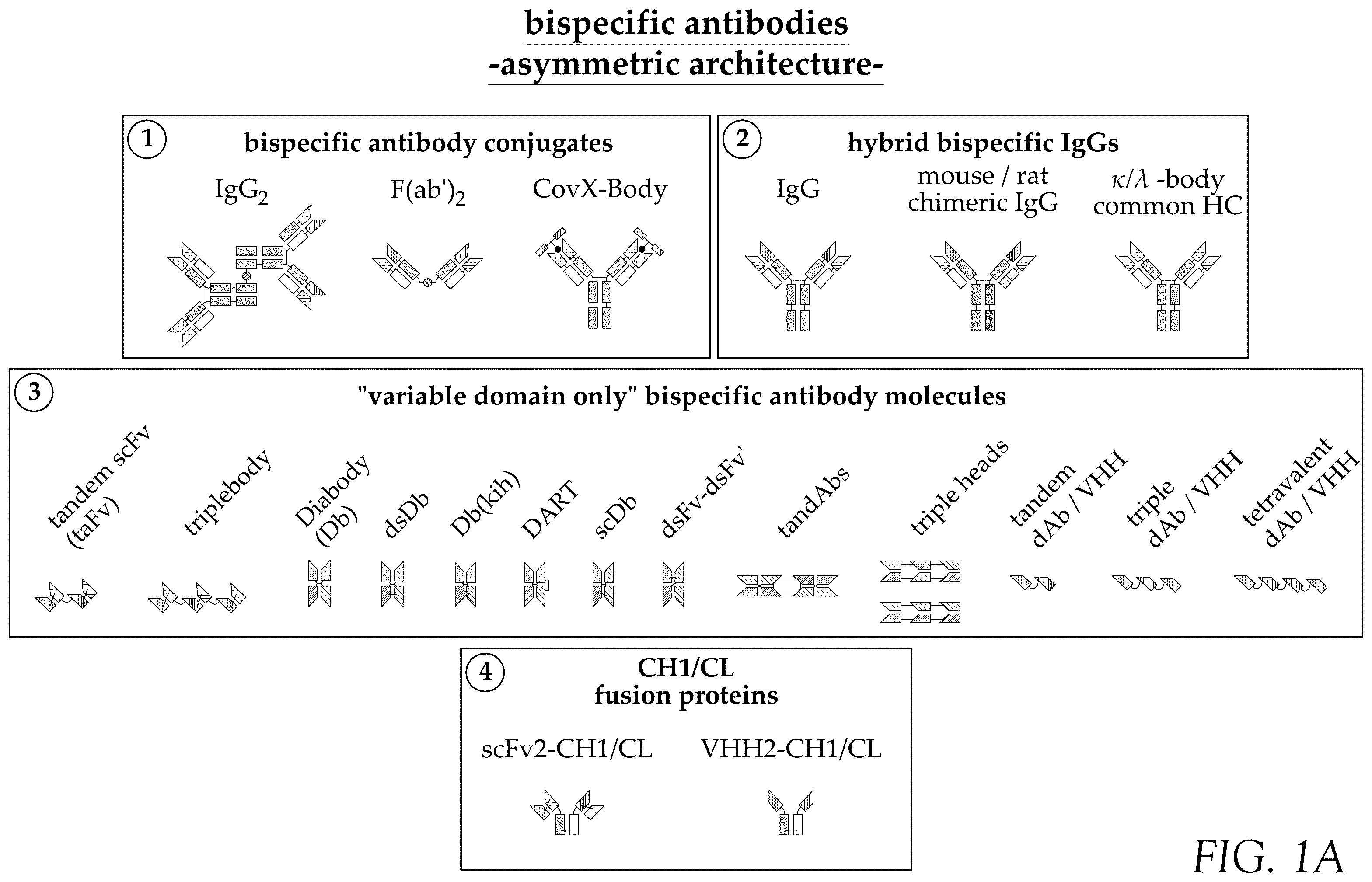 Patent US12583932 Figure 1 – CD38 and ICAM1 antibodies and uses thereof