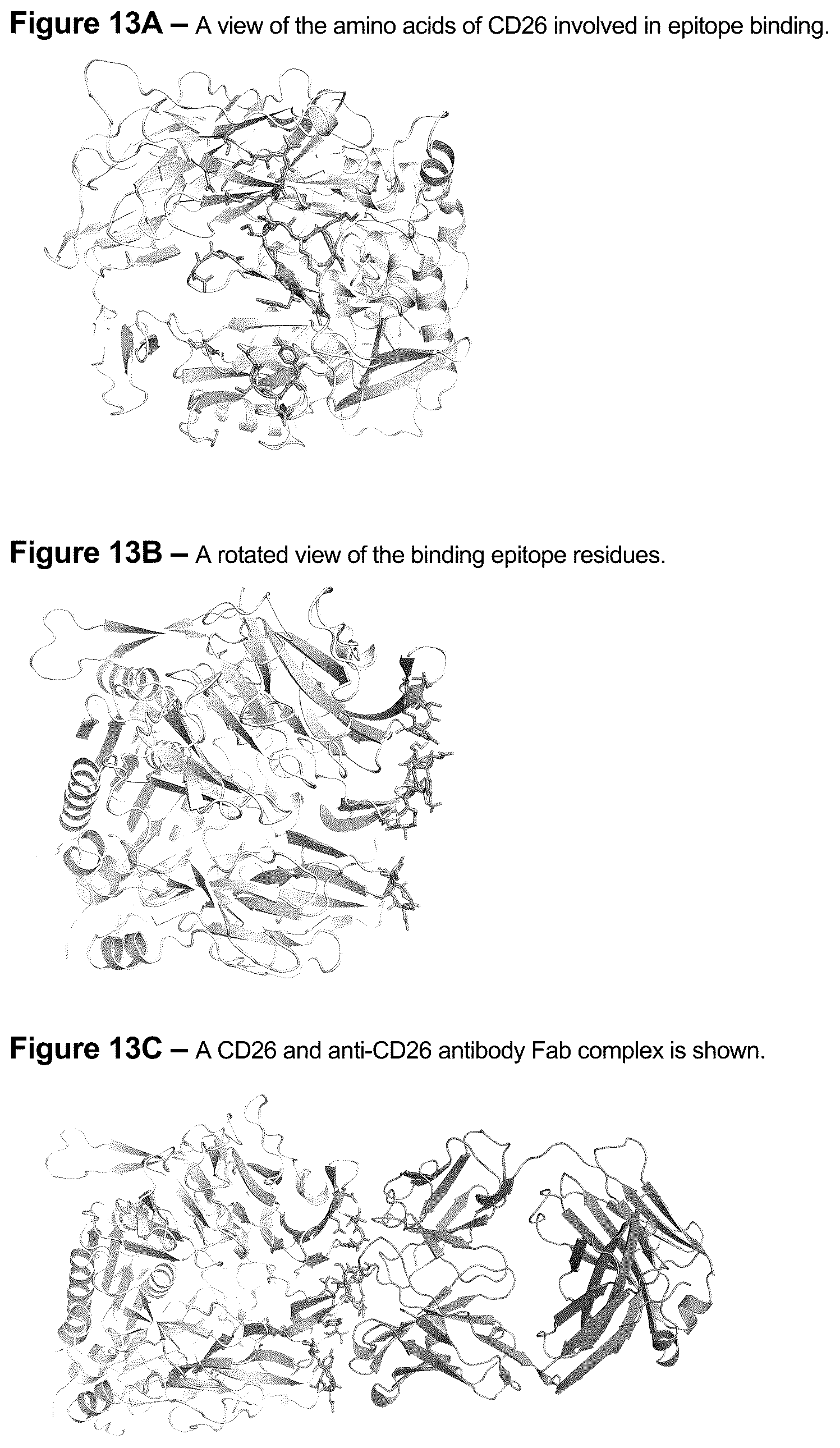 Patent US12583934 Figure 13 – Anti-CD26 antibodies and uses thereof