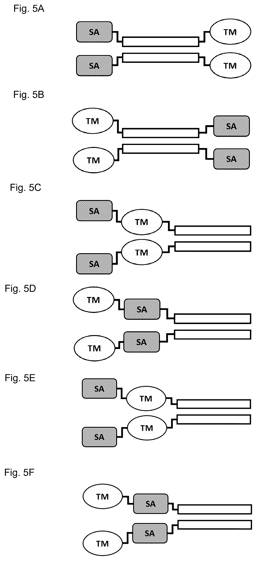 Patent US12583941 Figure 12 – Fibroblast activation protein binding agents and use thereof