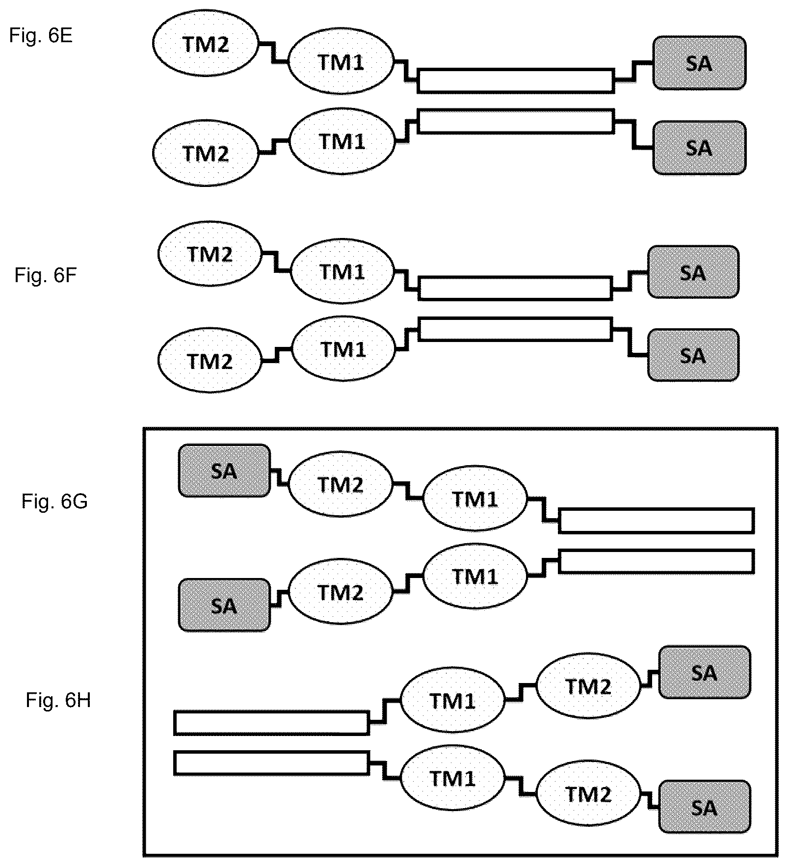 Patent US12583941 Figure 14 – Fibroblast activation protein binding agents and use thereof