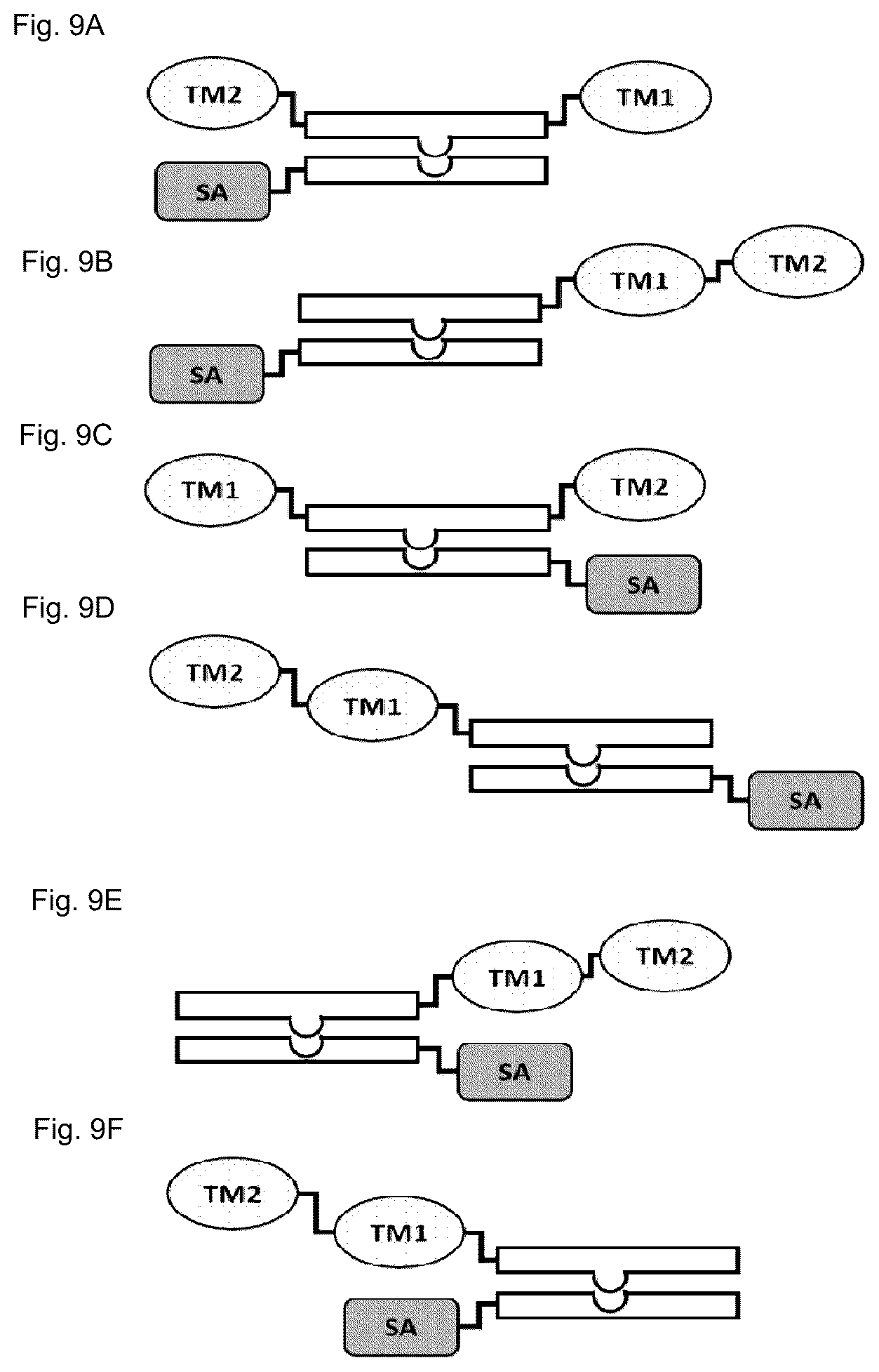 Patent US12583941 Figure 18 – Fibroblast activation protein binding agents and use thereof
