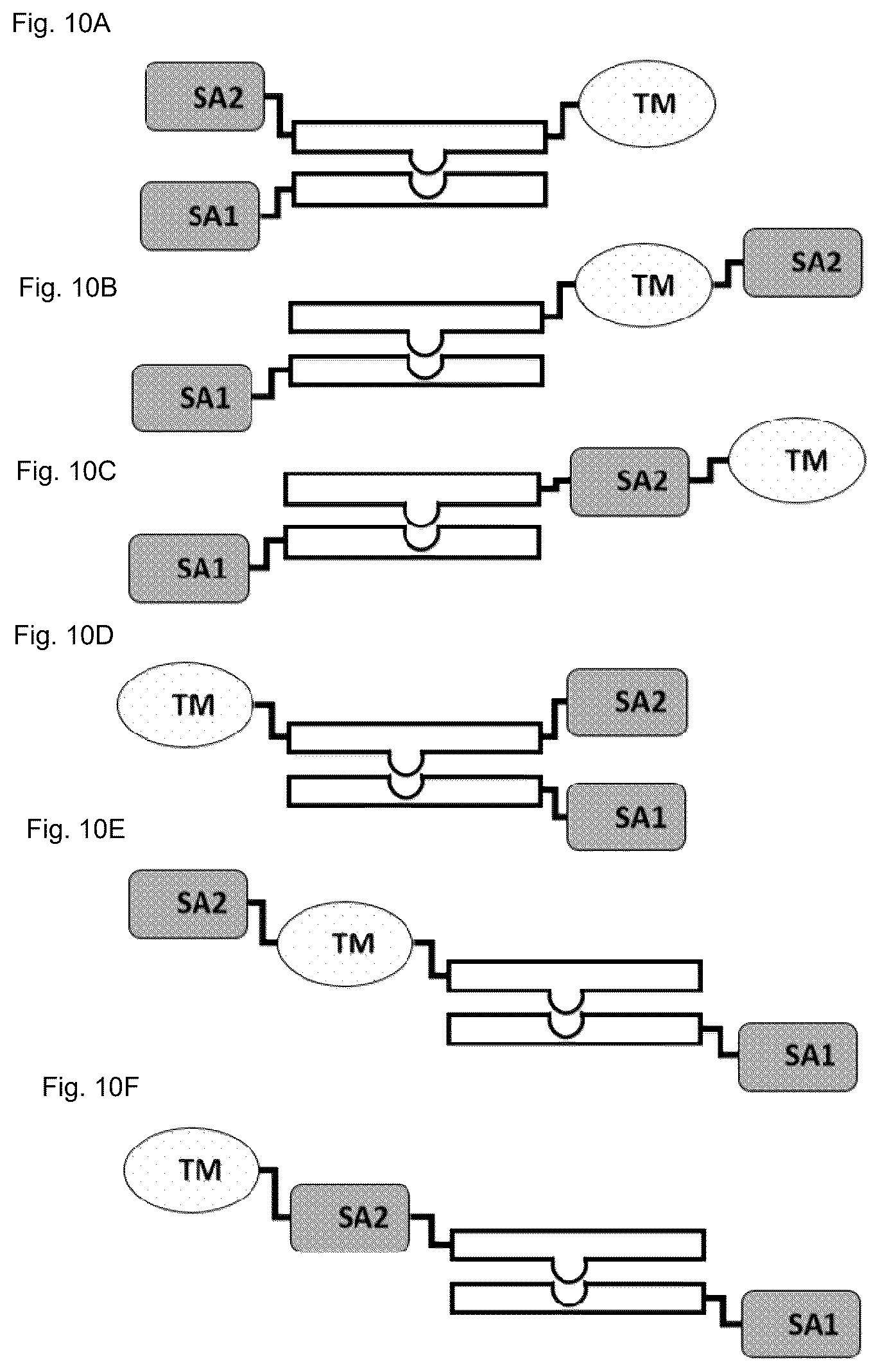 Patent US12583941 Figure 19 – Fibroblast activation protein binding agents and use thereof