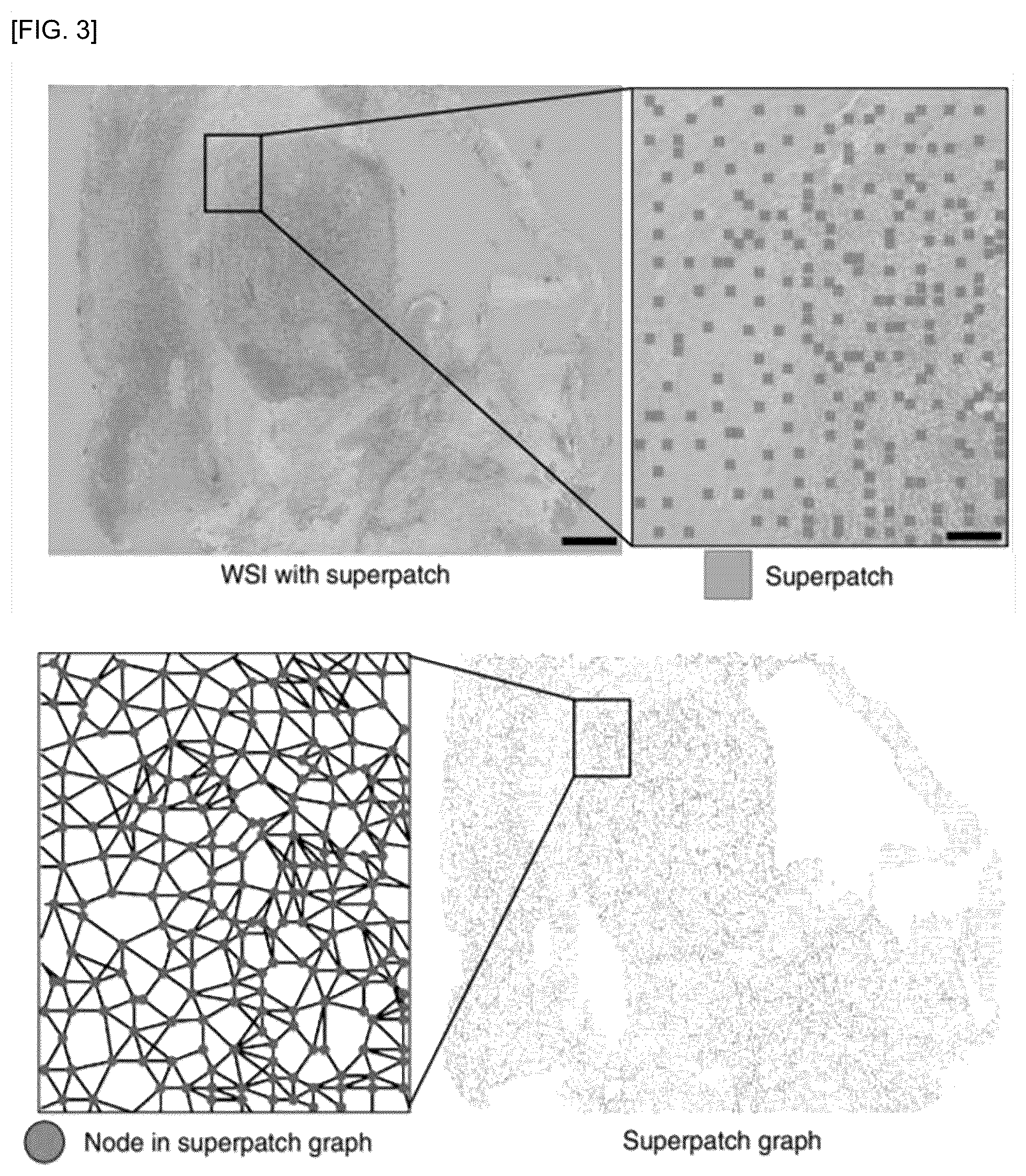 Patent US12586184 Figure 3 – Methods and apparatus for analyzing pathology patterns of whole-slide images based on graph deep learning