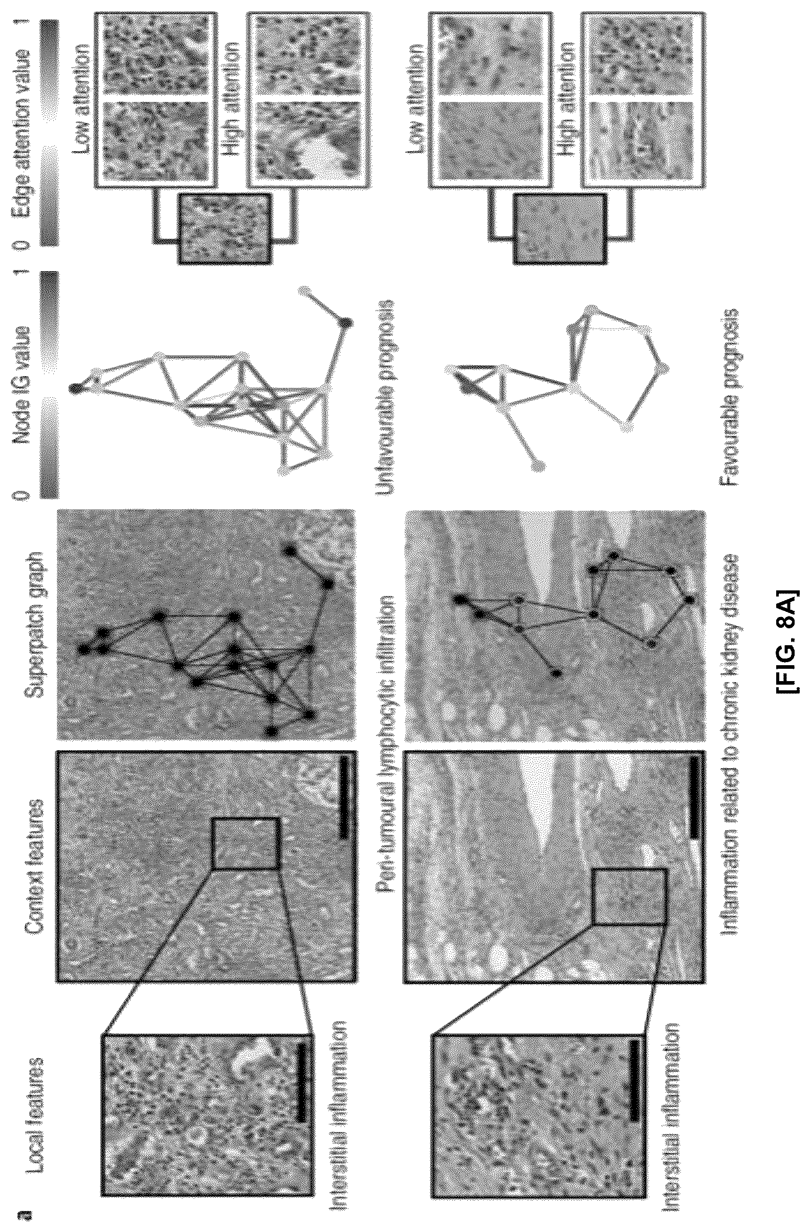Patent US12586184 Figure 8 – Methods and apparatus for analyzing pathology patterns of whole-slide images based on graph deep learning