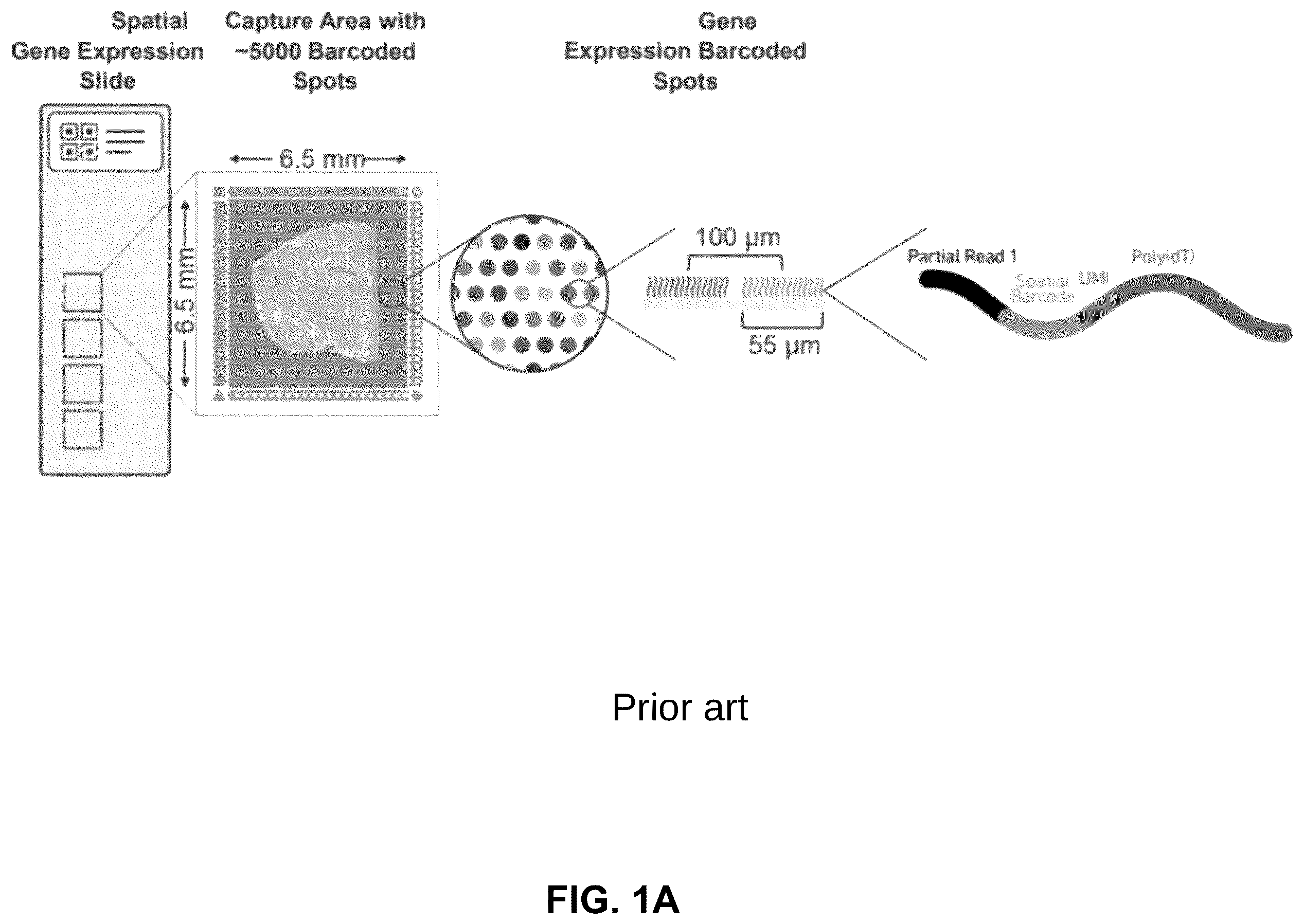 Patent US12586391 Figure 1 – Systems and methods for deconvolving cell types in histology slide images, using super-resolution spatial transcriptomics data