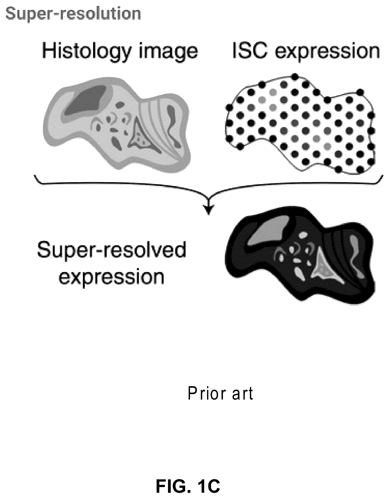 Patent US12586391 Figure 3 – Systems and methods for deconvolving cell types in histology slide images, using super-resolution spatial transcriptomics data