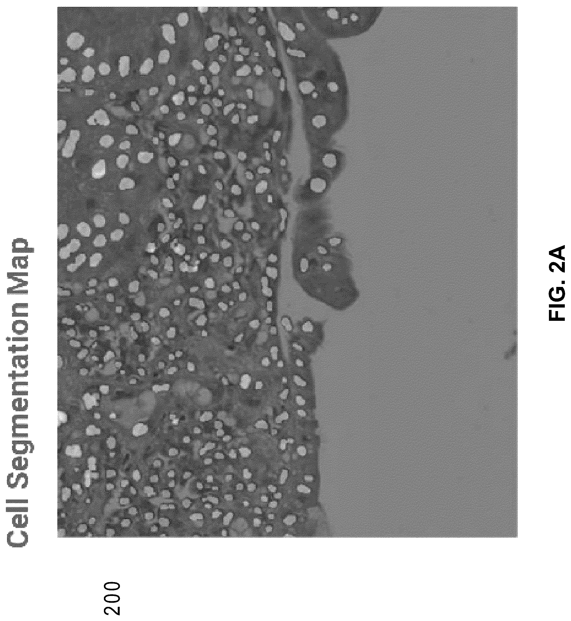 Patent US12586391 Figure 13 – Systems and methods for deconvolving cell types in histology slide images, using super-resolution spatial transcriptomics data