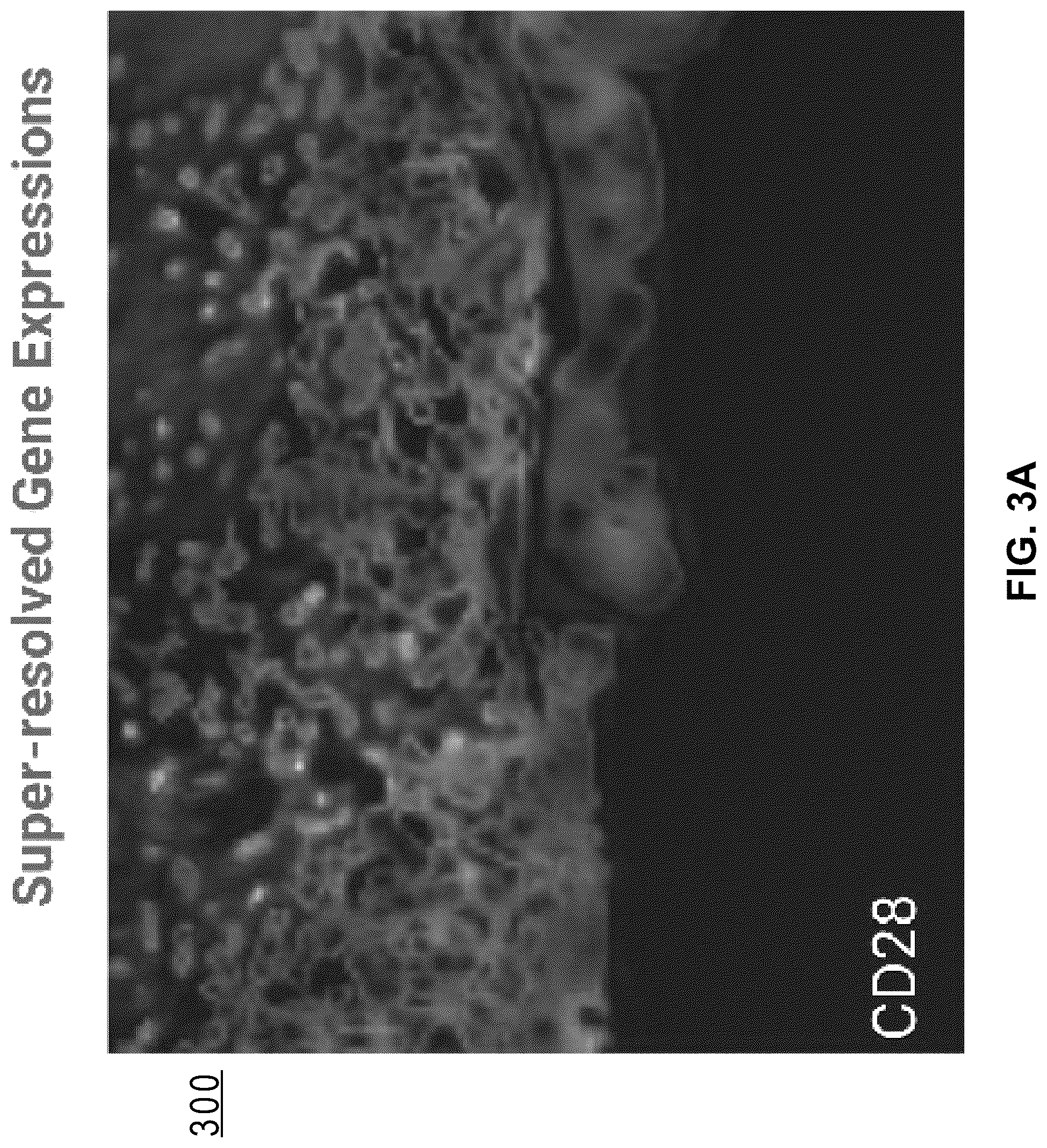 Patent US12586391 Figure 16 – Systems and methods for deconvolving cell types in histology slide images, using super-resolution spatial transcriptomics data
