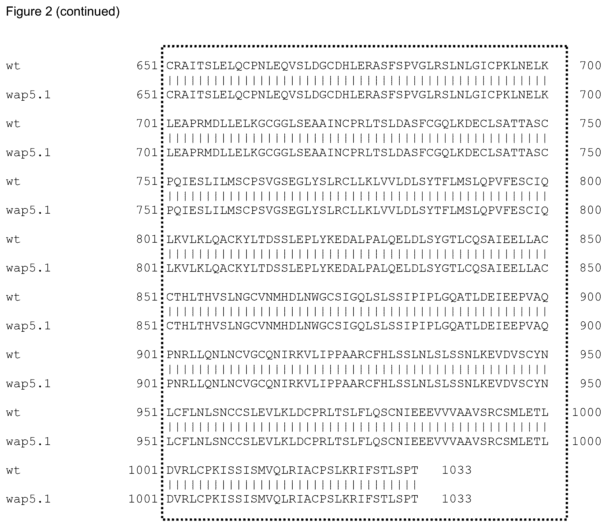 Patent US12588612 Figure 3 – Parthenocarpic watermelon plants